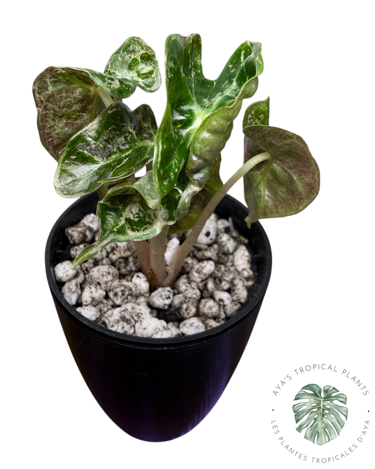 Alocasia Polly Shattered Ruby Variegated