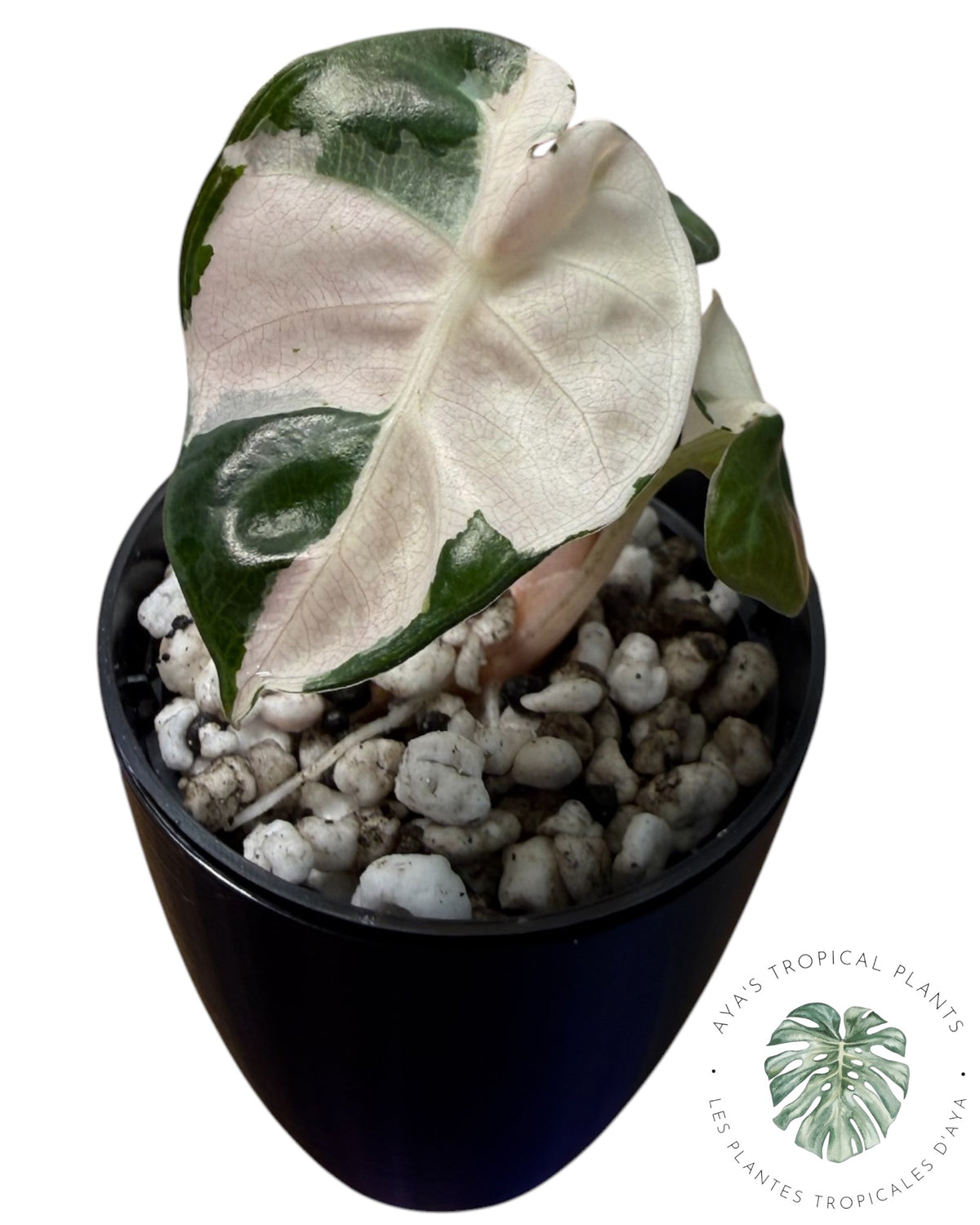 Alocasia Heart Balloon Pink variegated