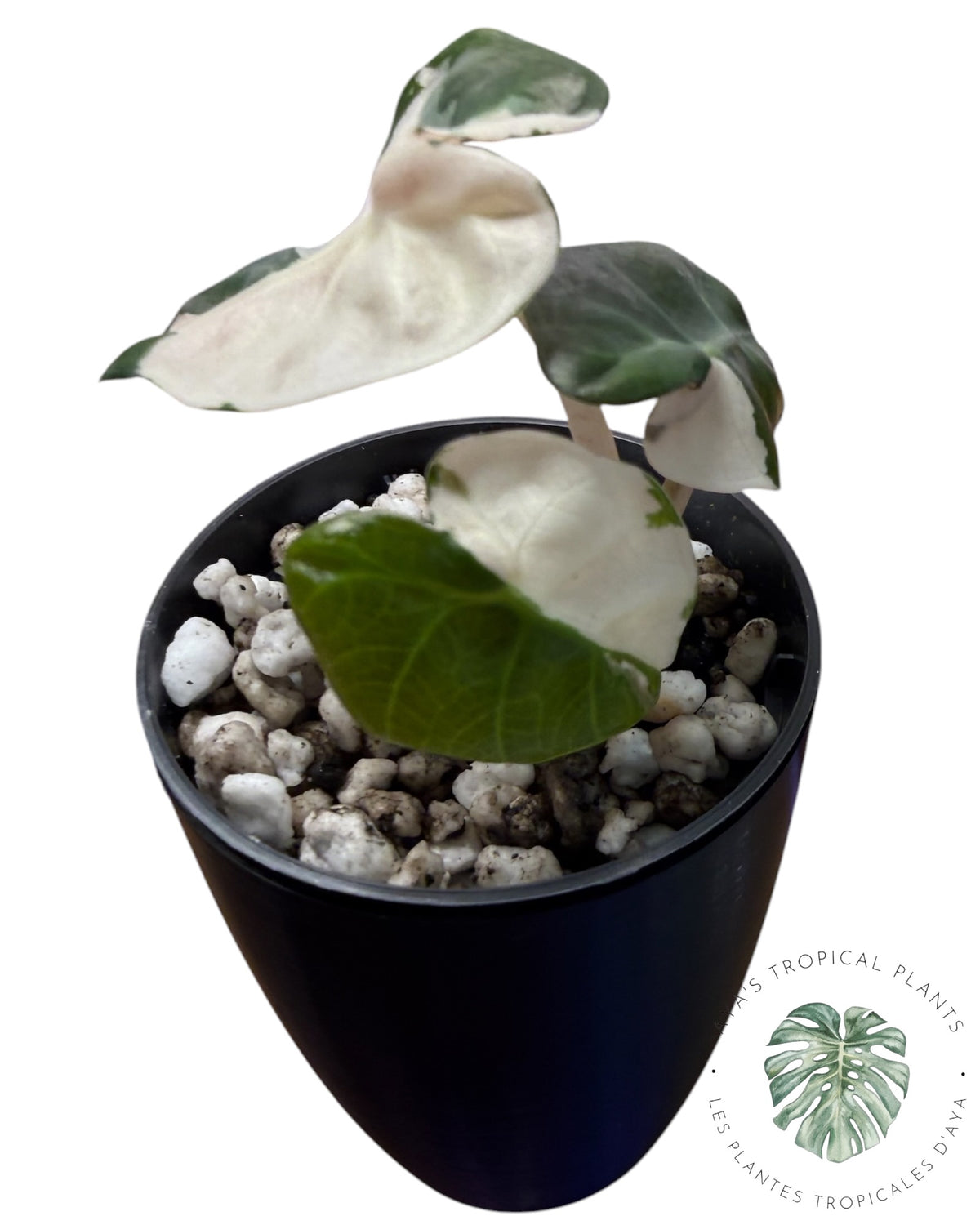 Alocasia Heart Balloon Pink variegated