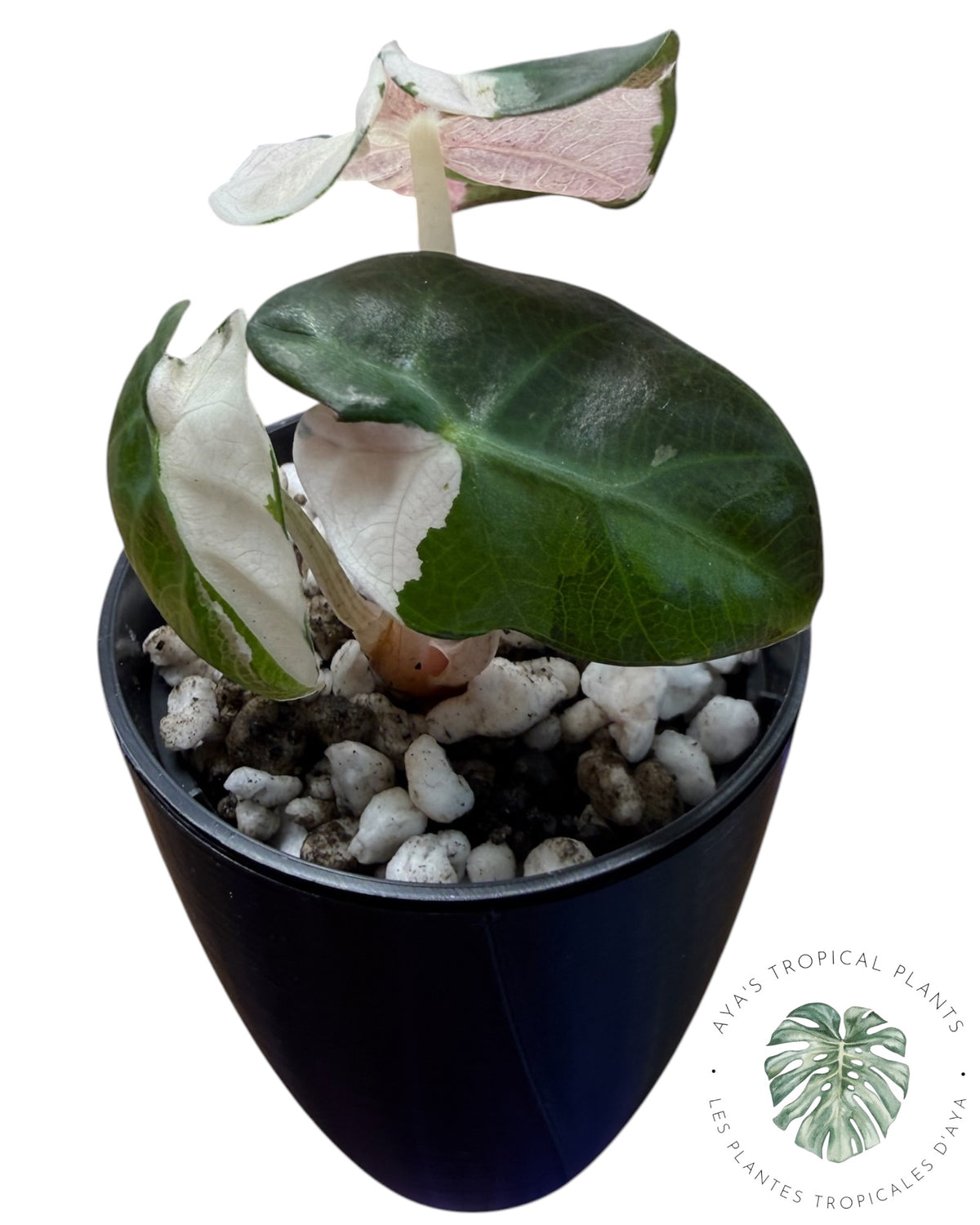 Alocasia Heart Balloon Pink variegated