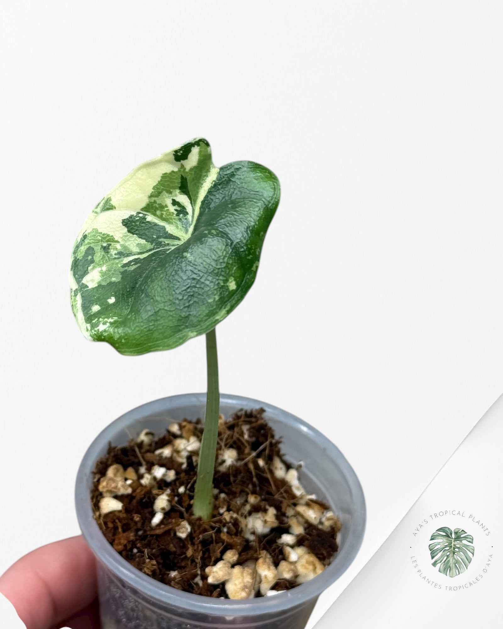 Alocasia Melo Variegated Albo| Rare TC Plant| Aya's Tropical Plants