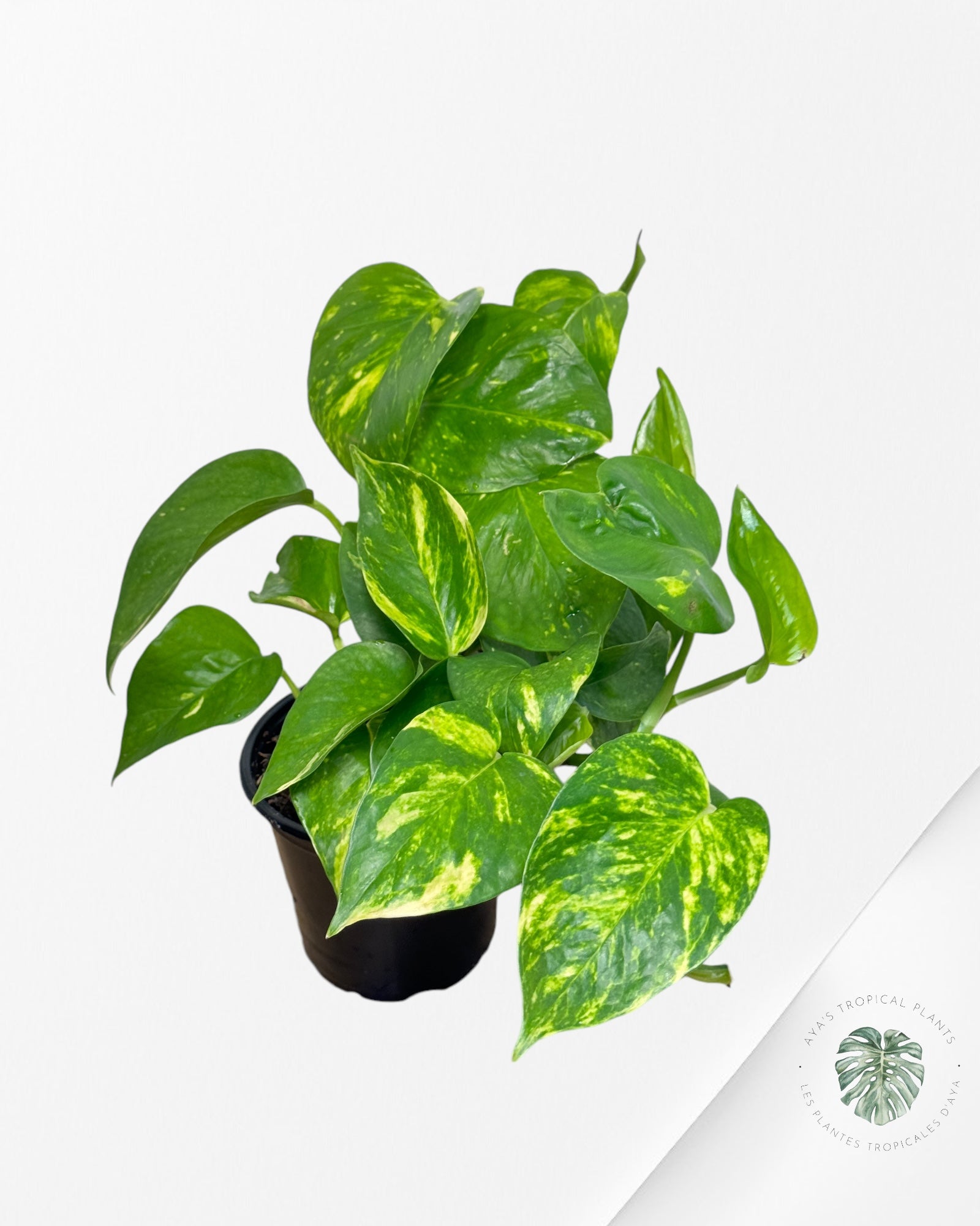 Hawaiin Pothos Epipremnum-A