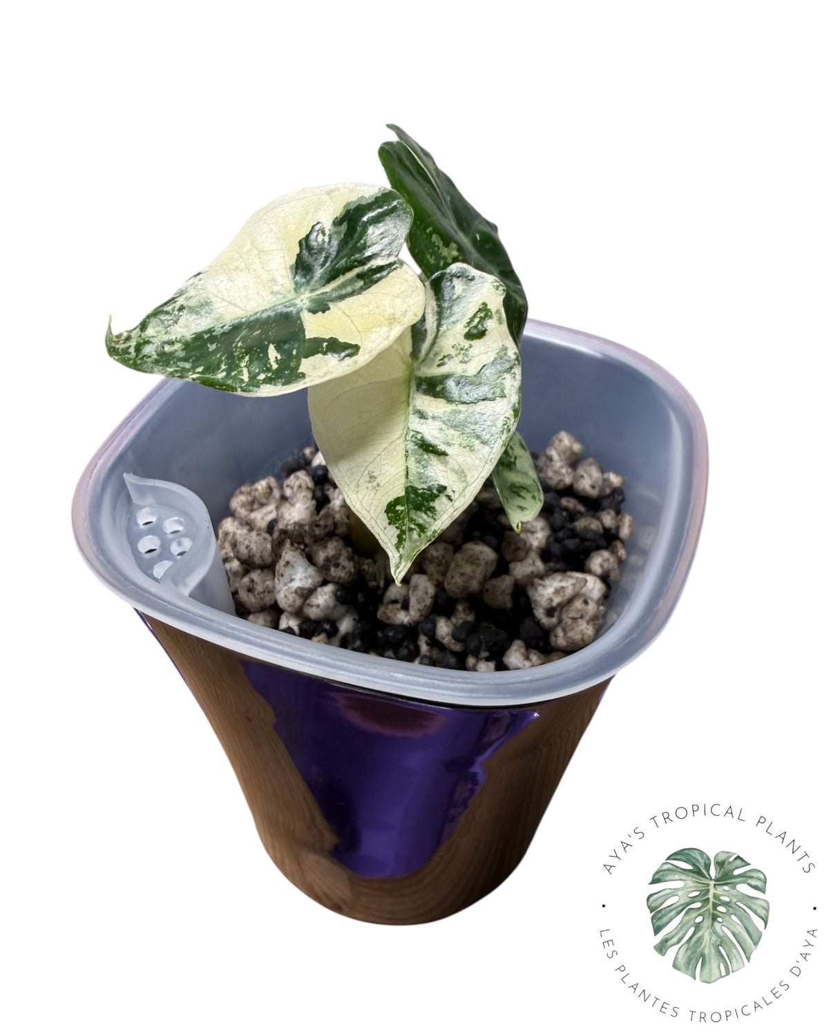 Alocasia Mandalay Pink Variegated