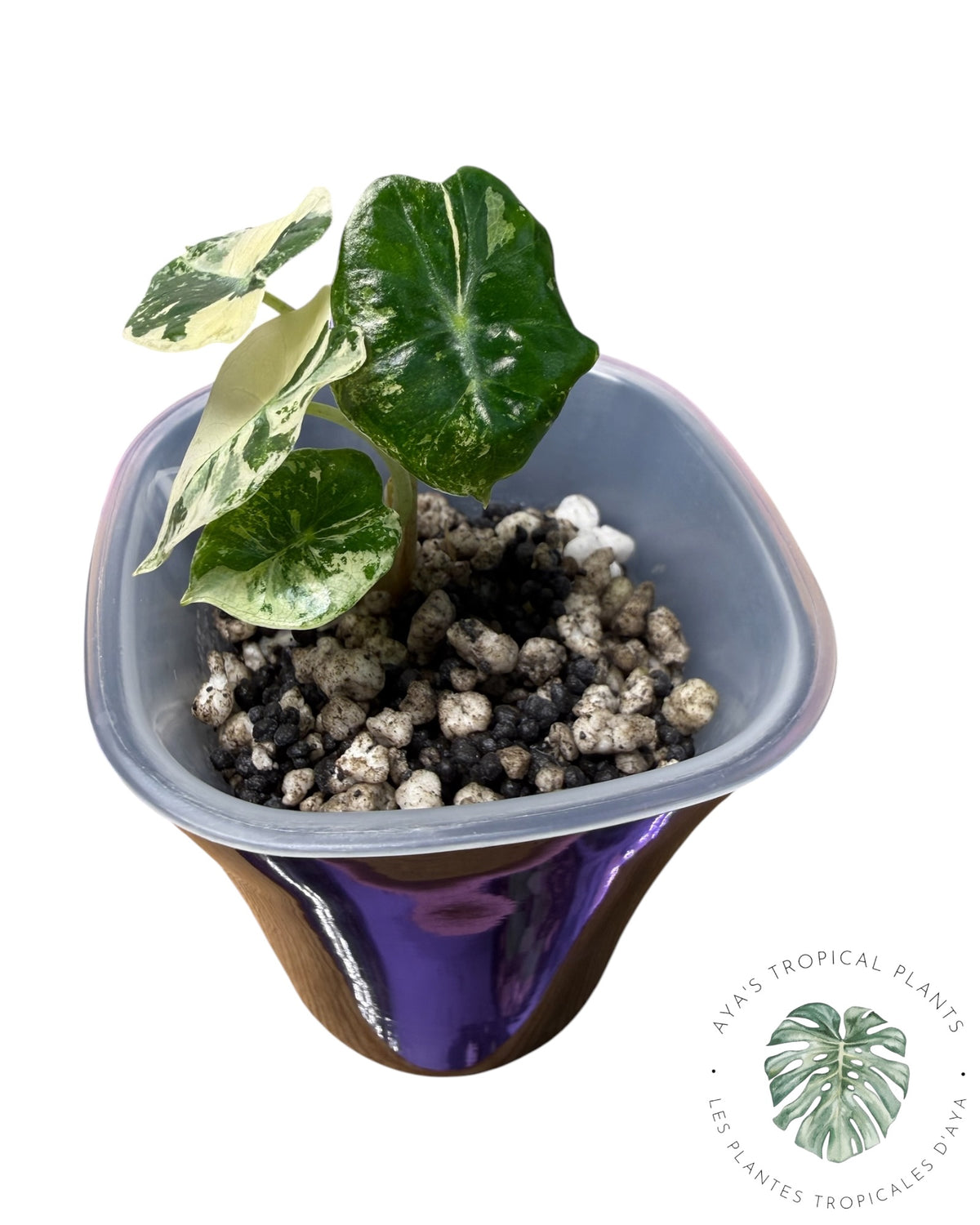 Alocasia Mandalay Pink Variegated