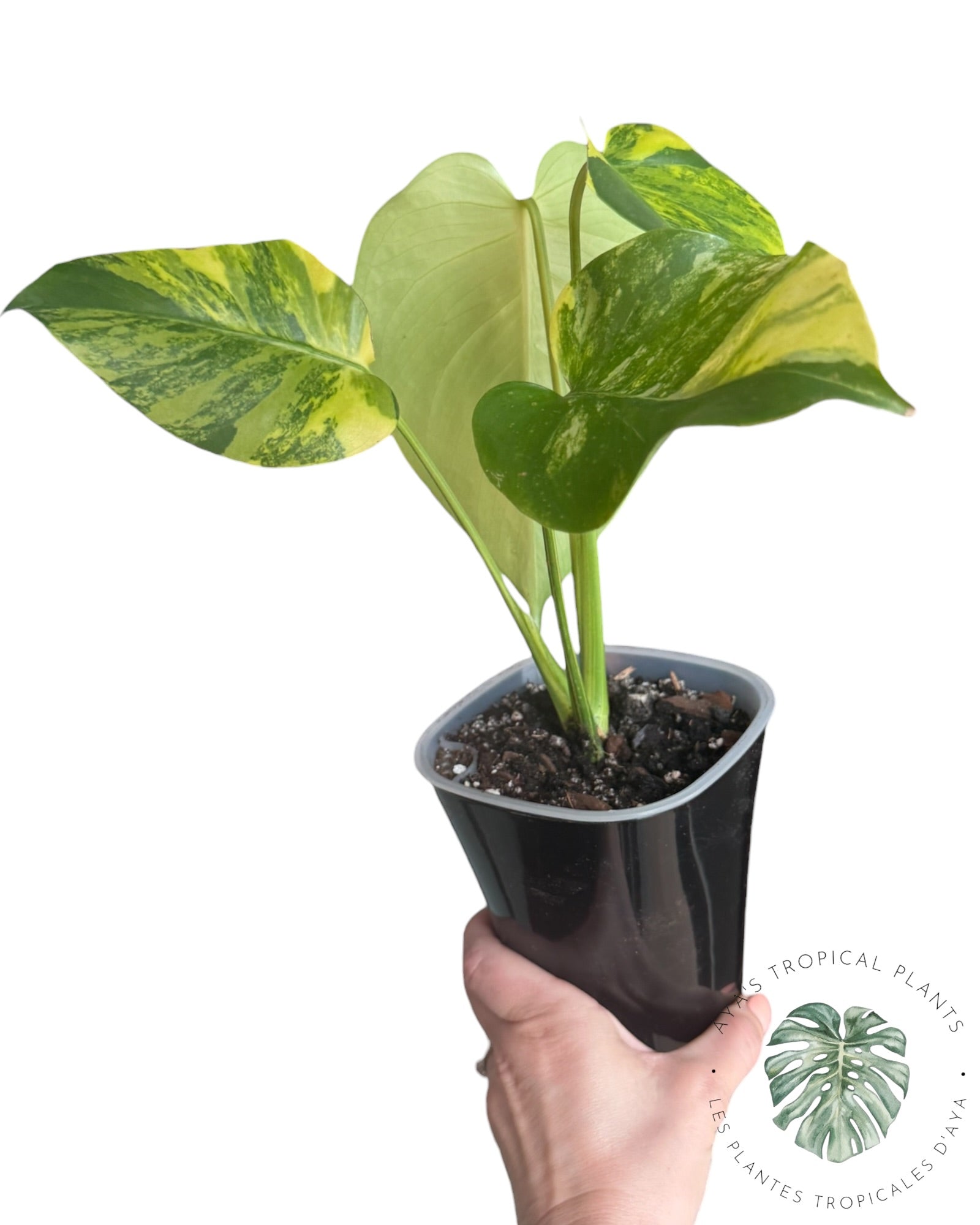 Monstera Deliciosa Pom Pom
