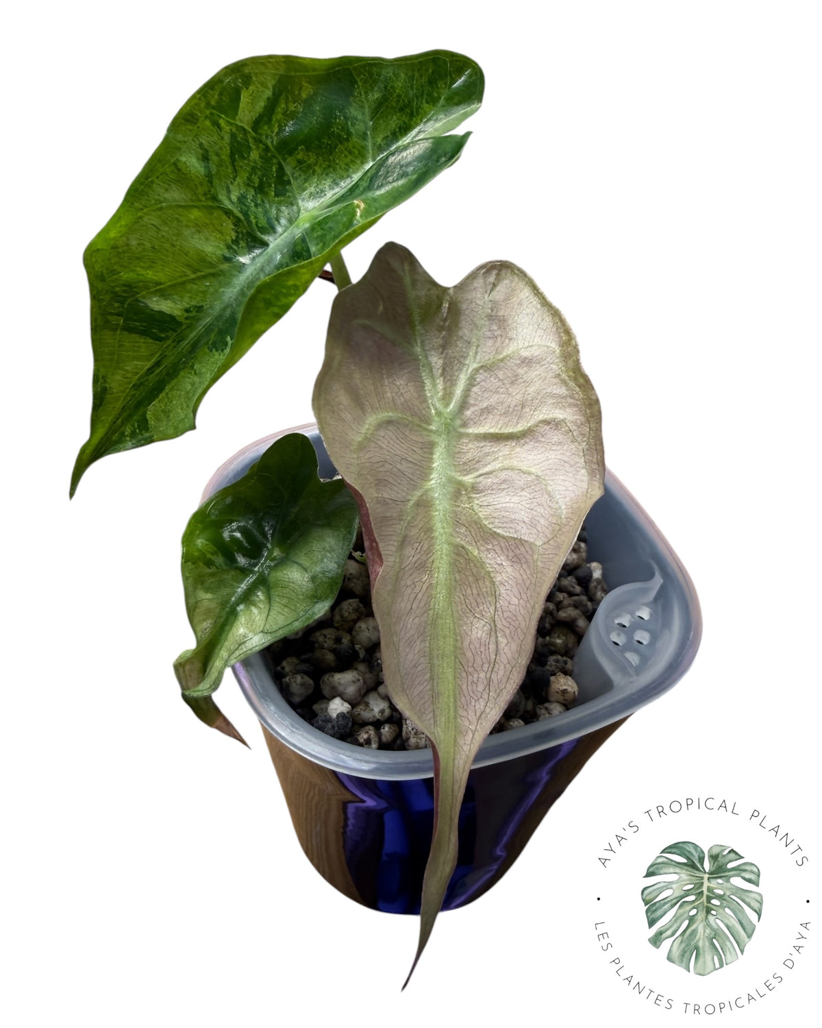 Alocasia Venom Pink Variegated Grade S | Premium Rare