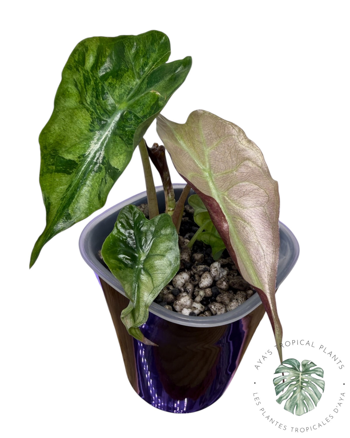 Alocasia Venom Pink Variegated Grade S | Premium Rare