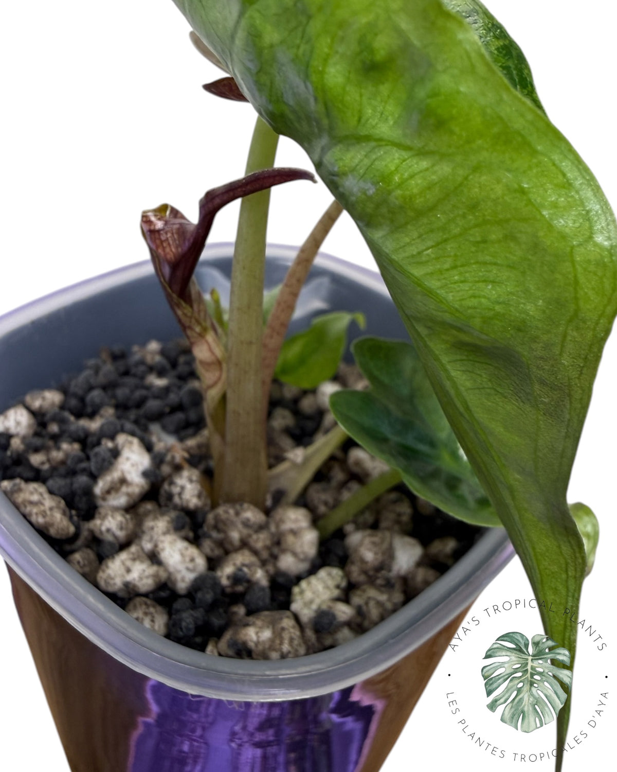 Alocasia Venom Pink Variegated Grade S | Premium Rare