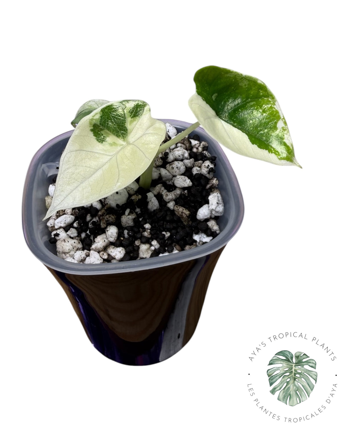 Alocasia Bisma Platinum Albo Variegated
