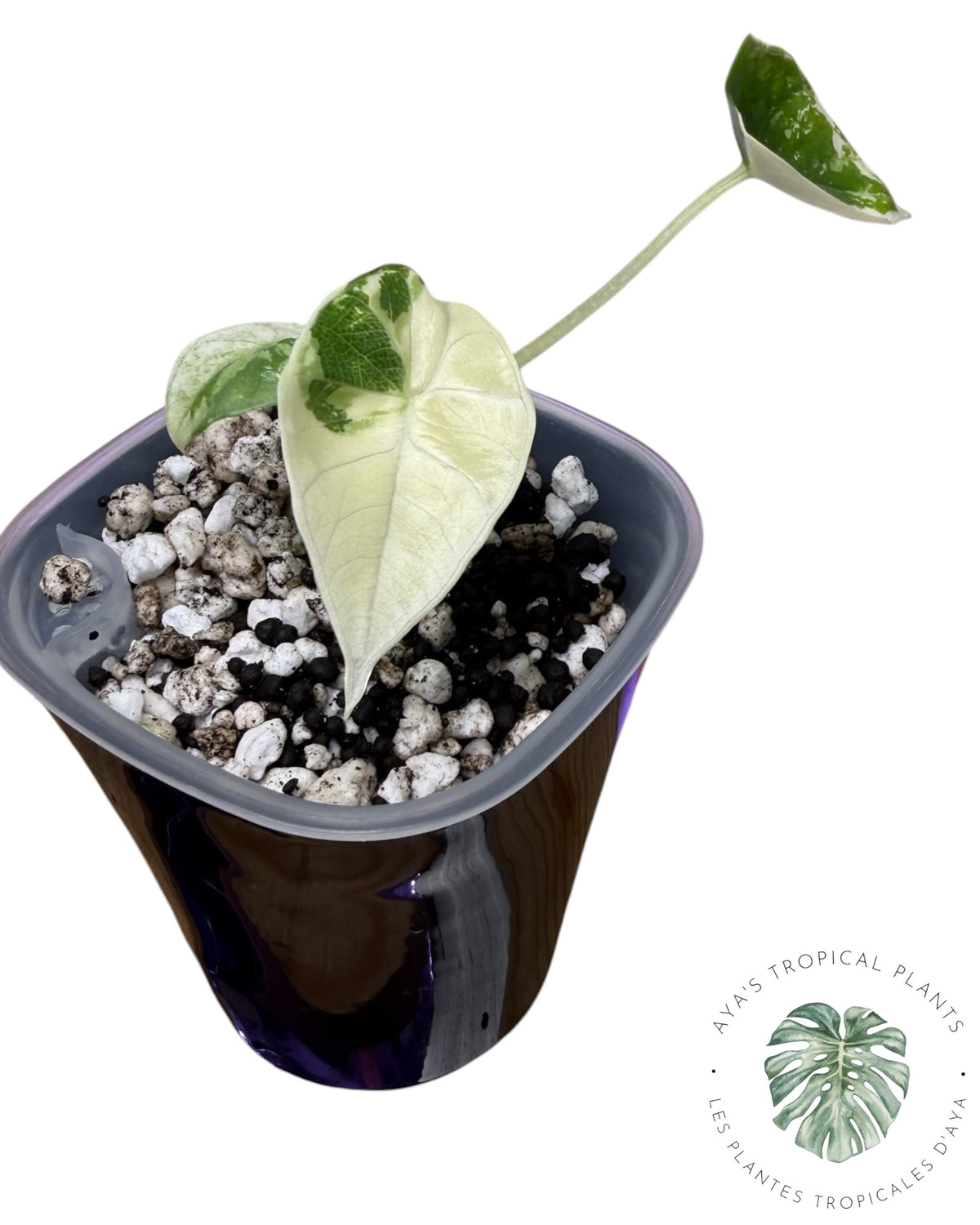 Alocasia Bisma Platinum Albo Variegated