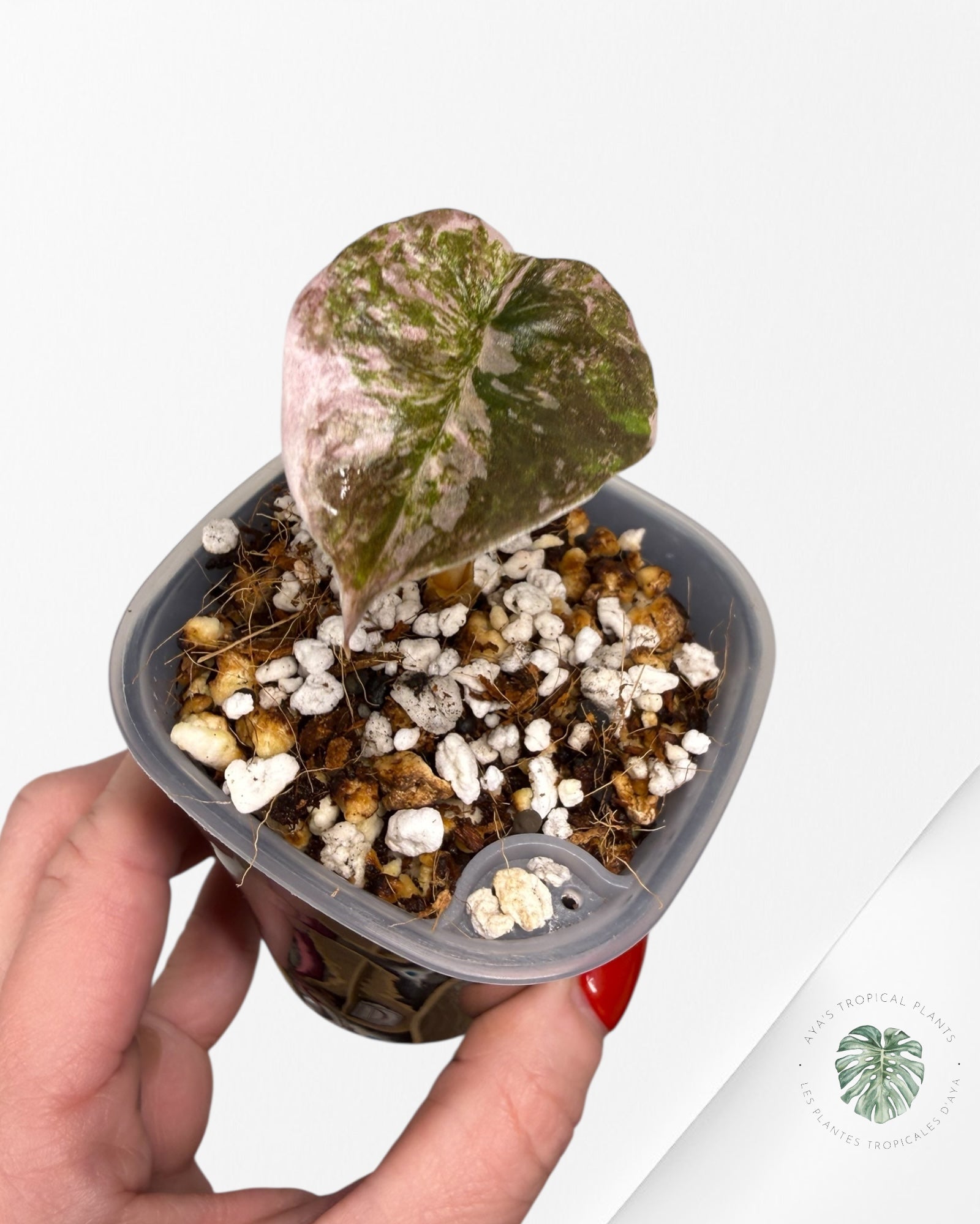 Alocasia Cuprea Albo|Pink Panached