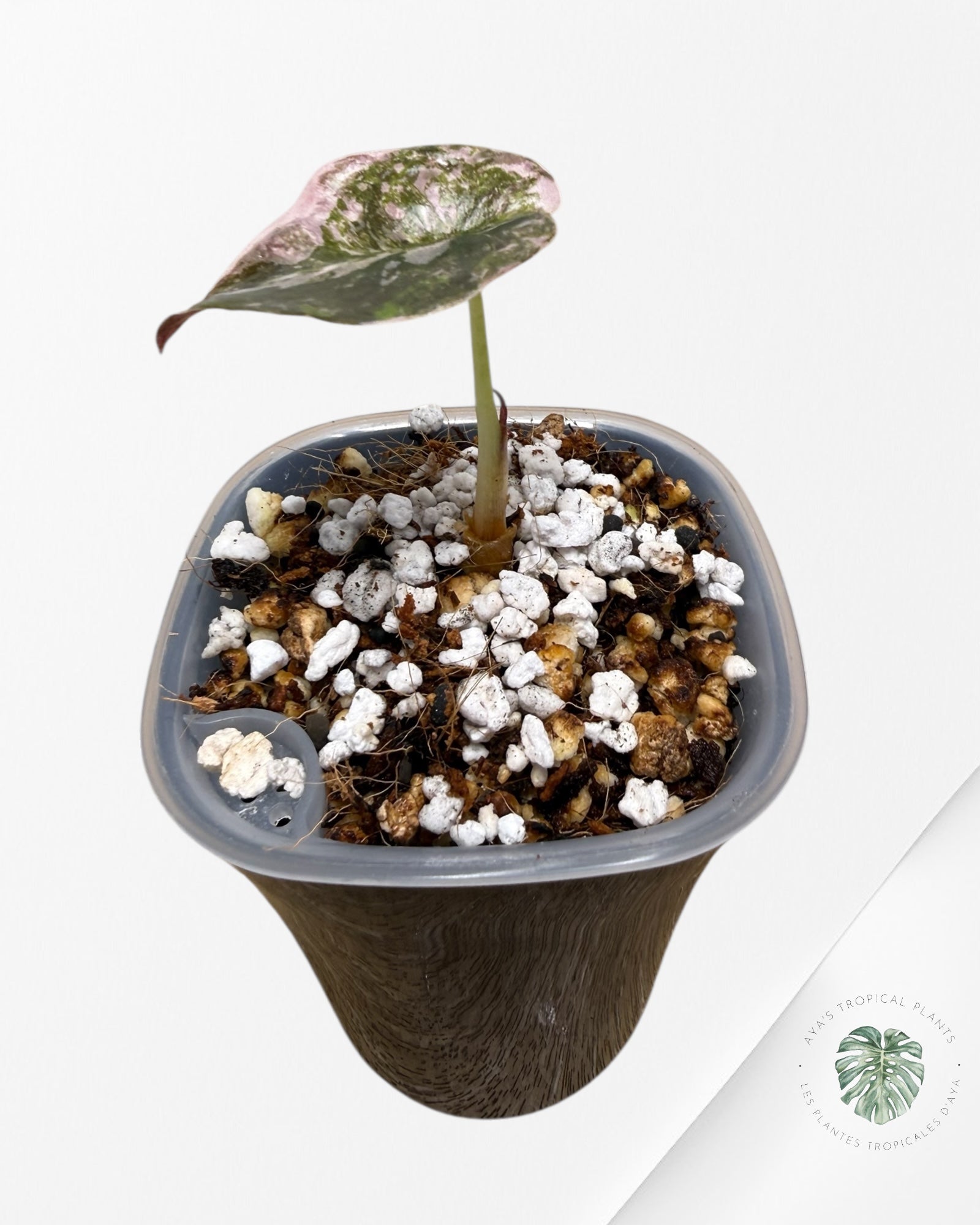 Alocasia Cuprea Albo|Pink Variegated