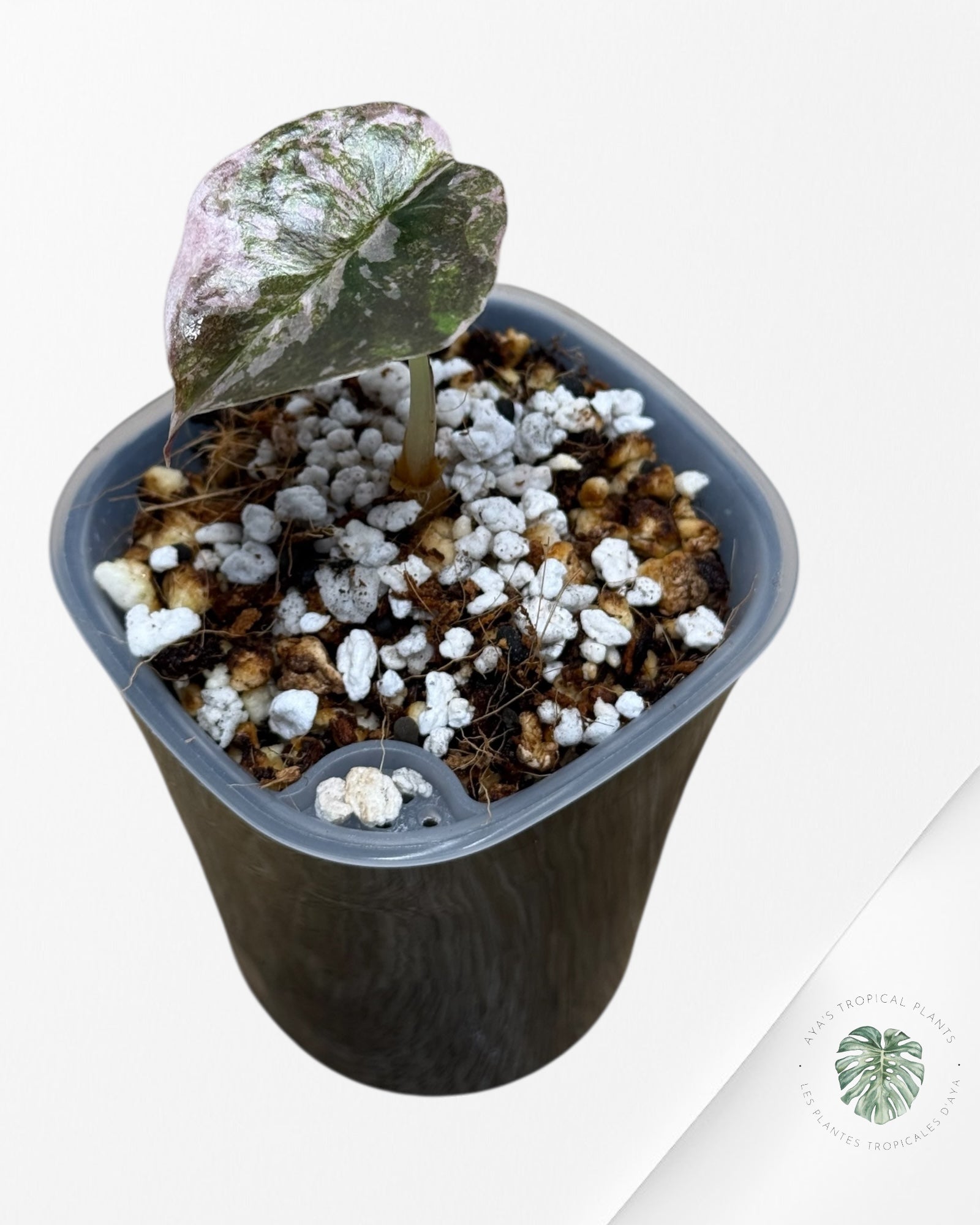 Alocasia Cuprea Albo|Pink Variegated