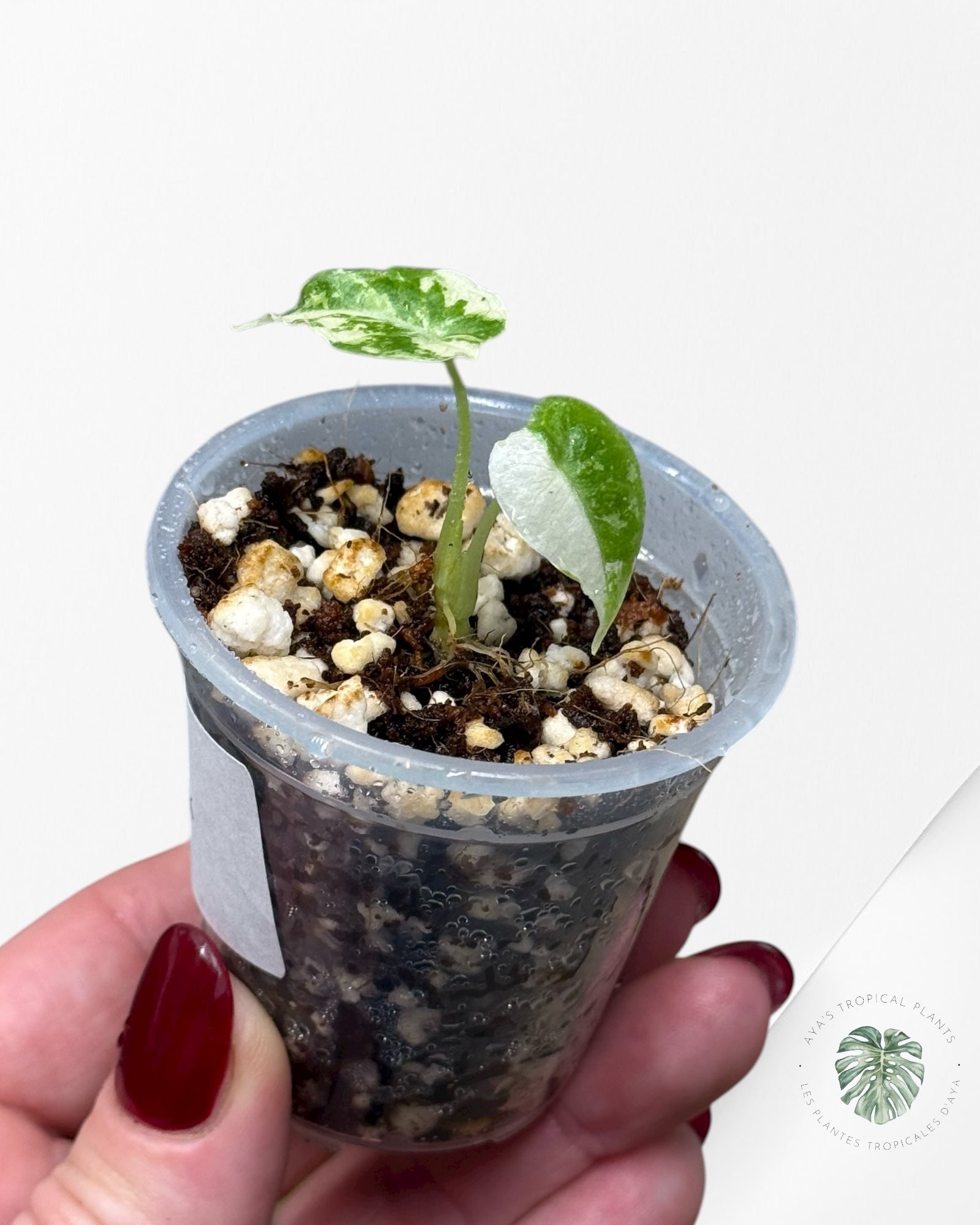 Alocasia Watsoniana Doff. Pink Variegated |Rare TC Plant| Aya's Tropical Plants