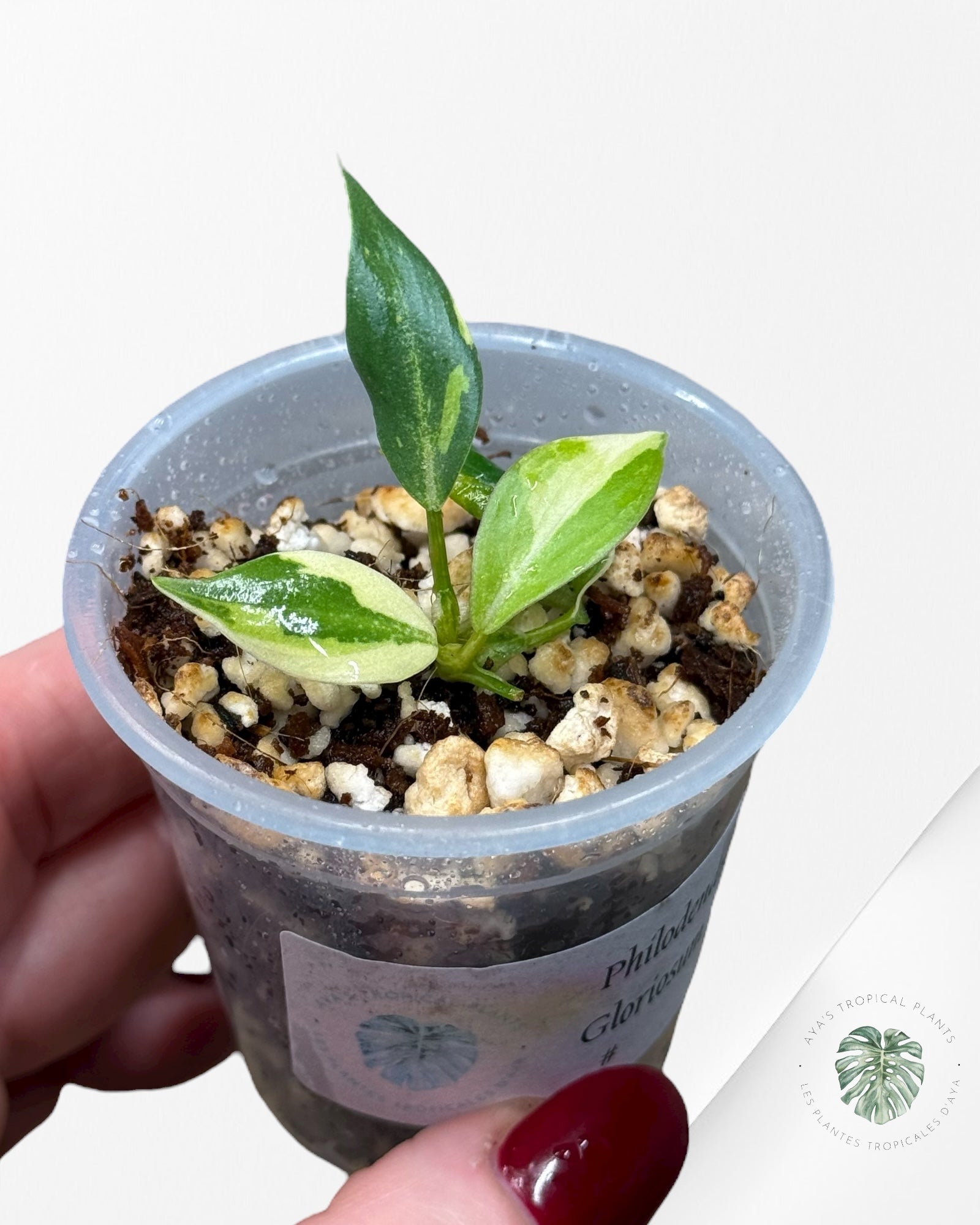 Philodendron Gloriosum Variegated| Rare Tc Plant| Aya’s Tropical Plants