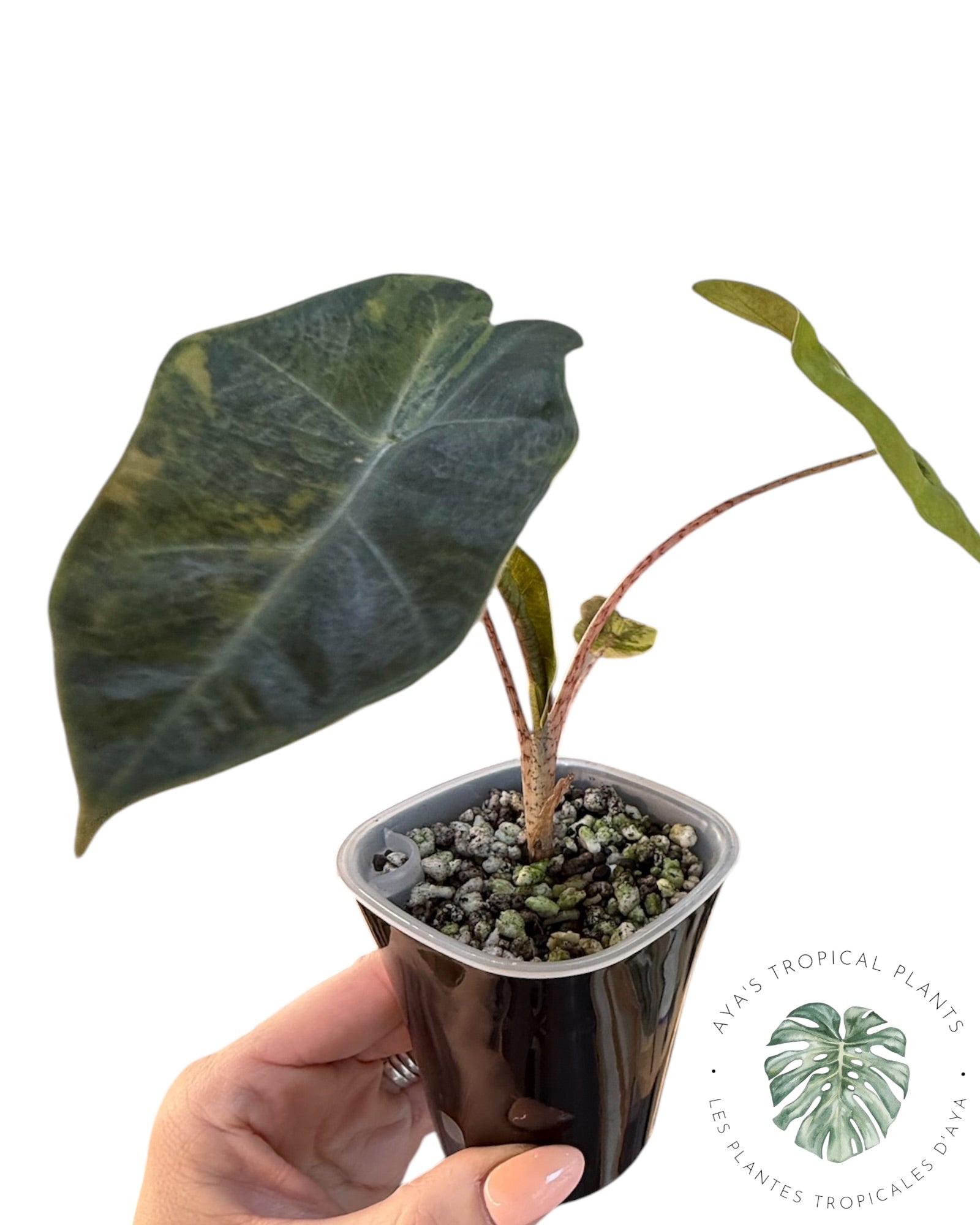 Alocasia Pseudo-Sanderiana Aurea Variegated