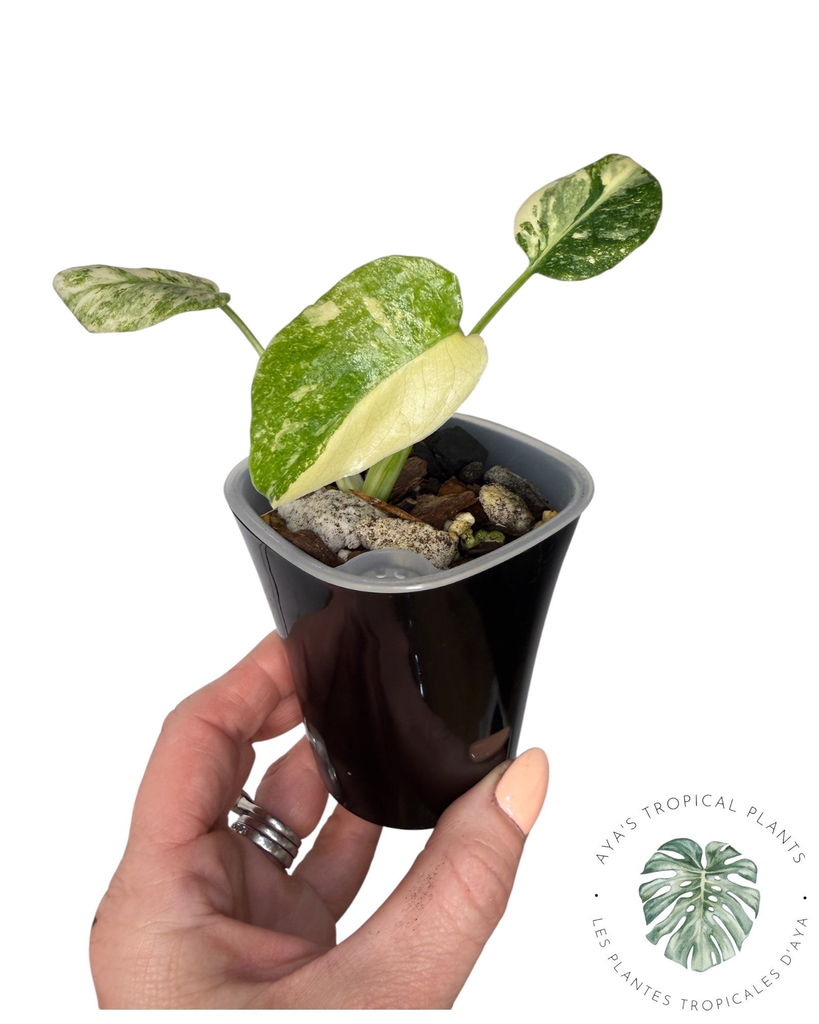 Monstera Deliciosa Legacy