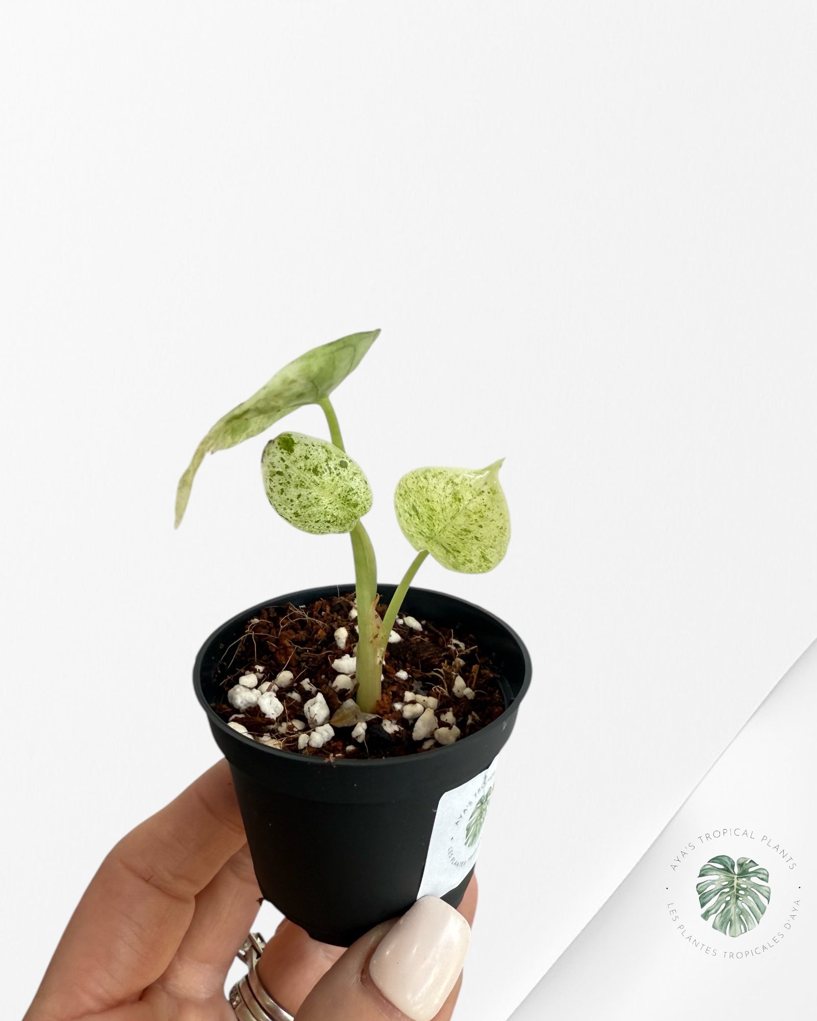 Alocasia Dragon Scale Mint -C