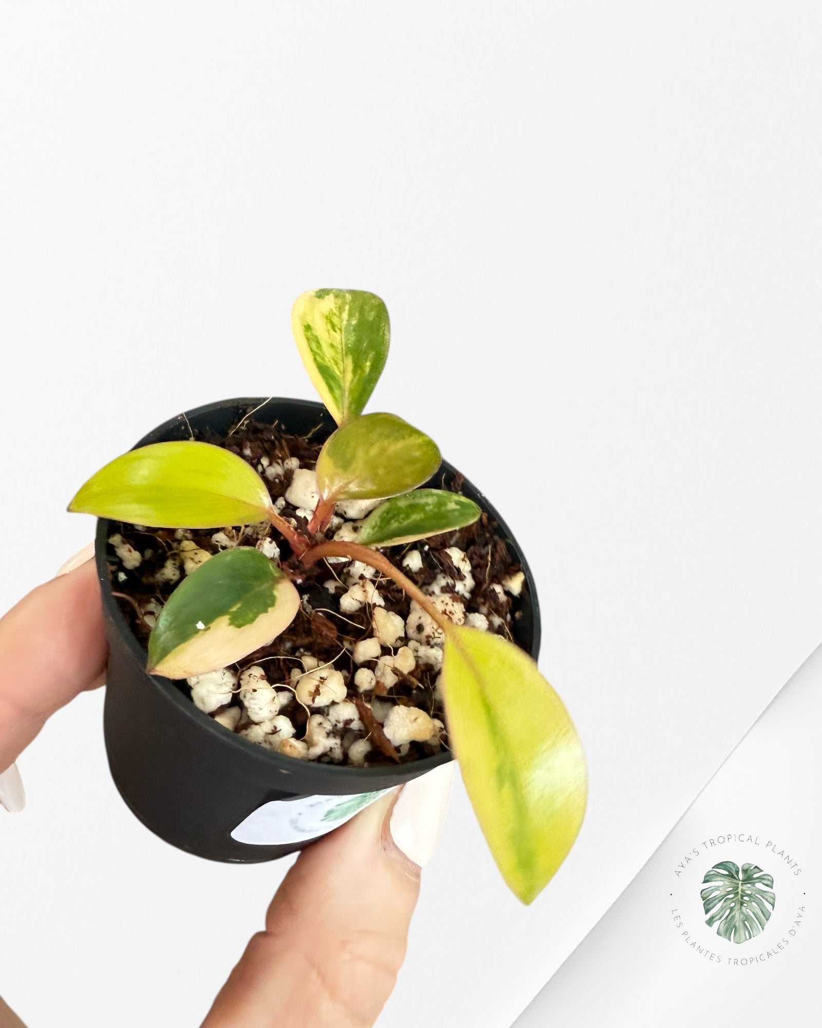 Philodendron Red Congo Variegata-BB
