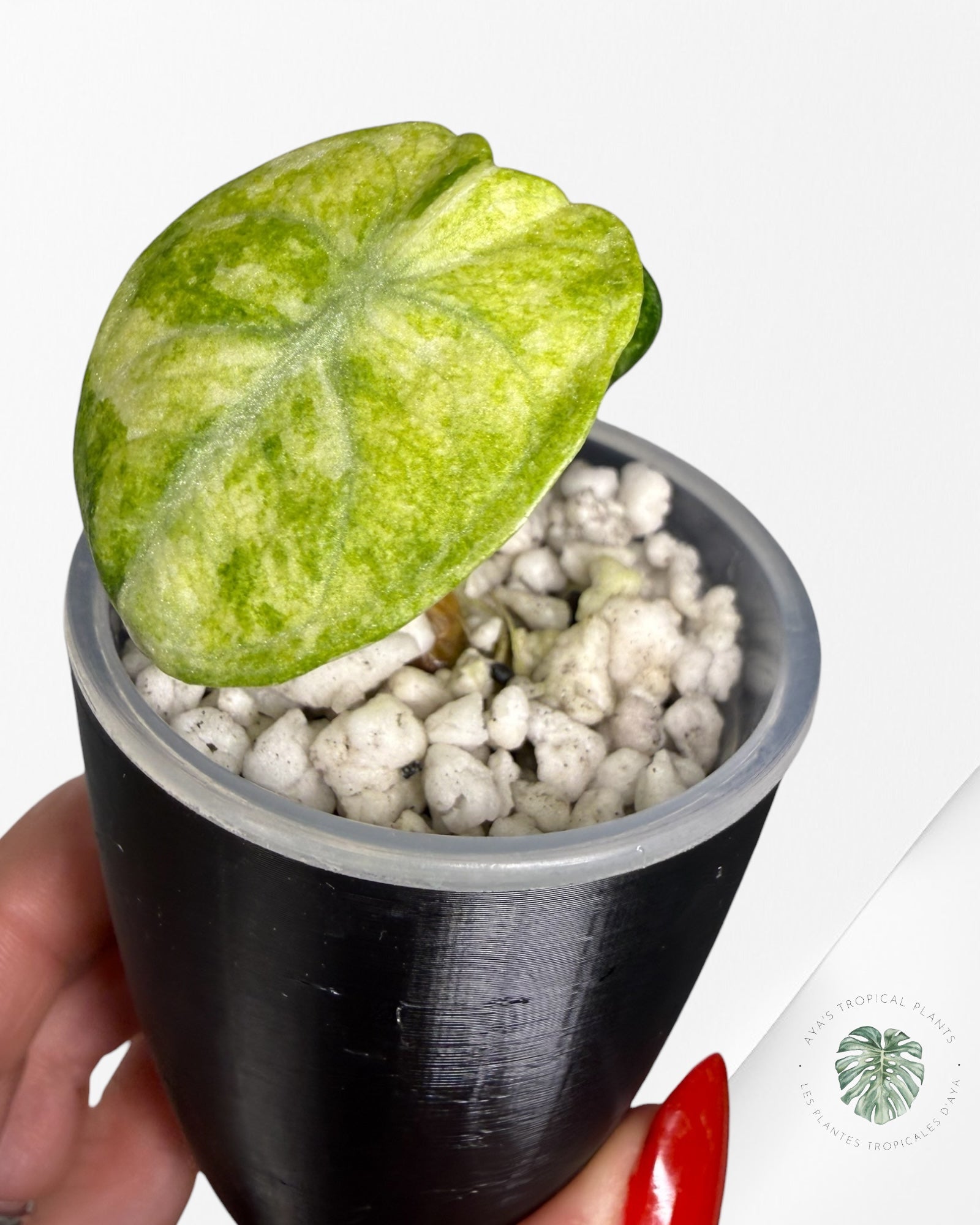 Alocasia Ninja Tricolor Variegated