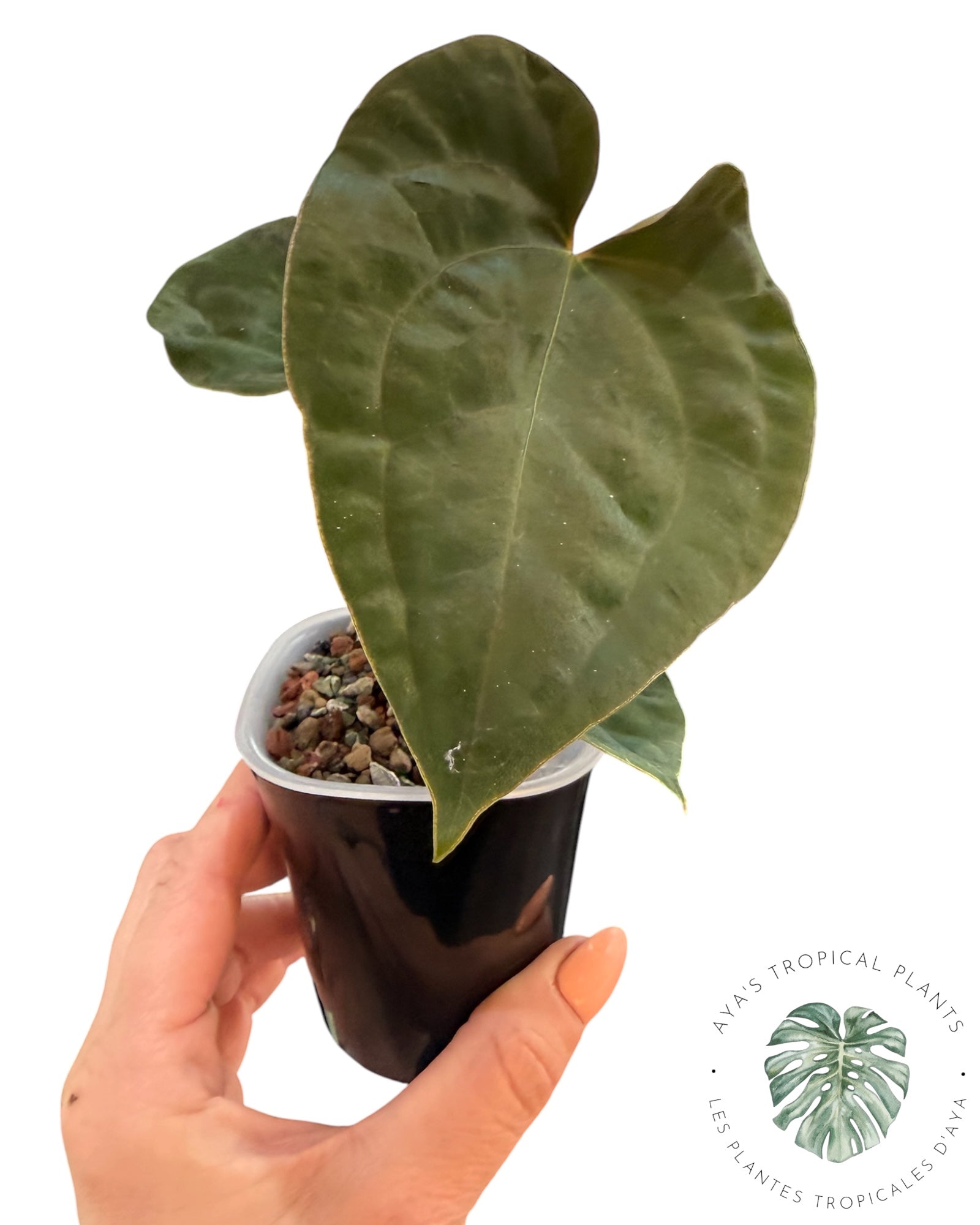 Anthurium Black Magic