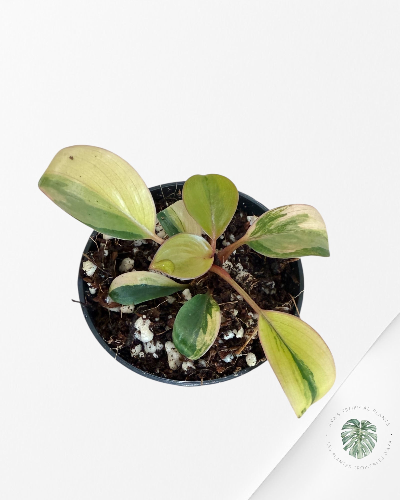 Philodendron Red Congo Variegata-RC