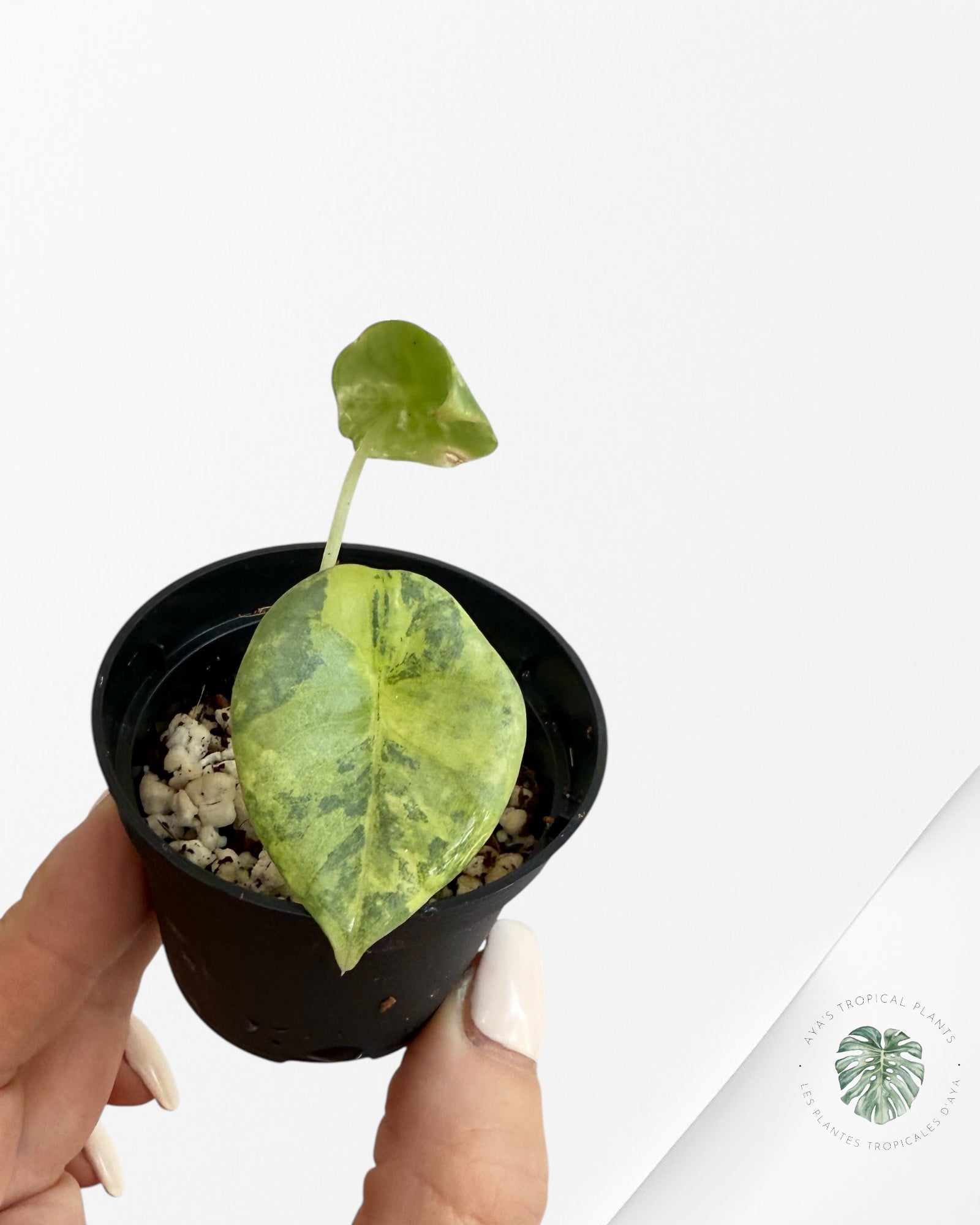 Alocasia Nebula Variegated Aurea ( Grade A) - NEB