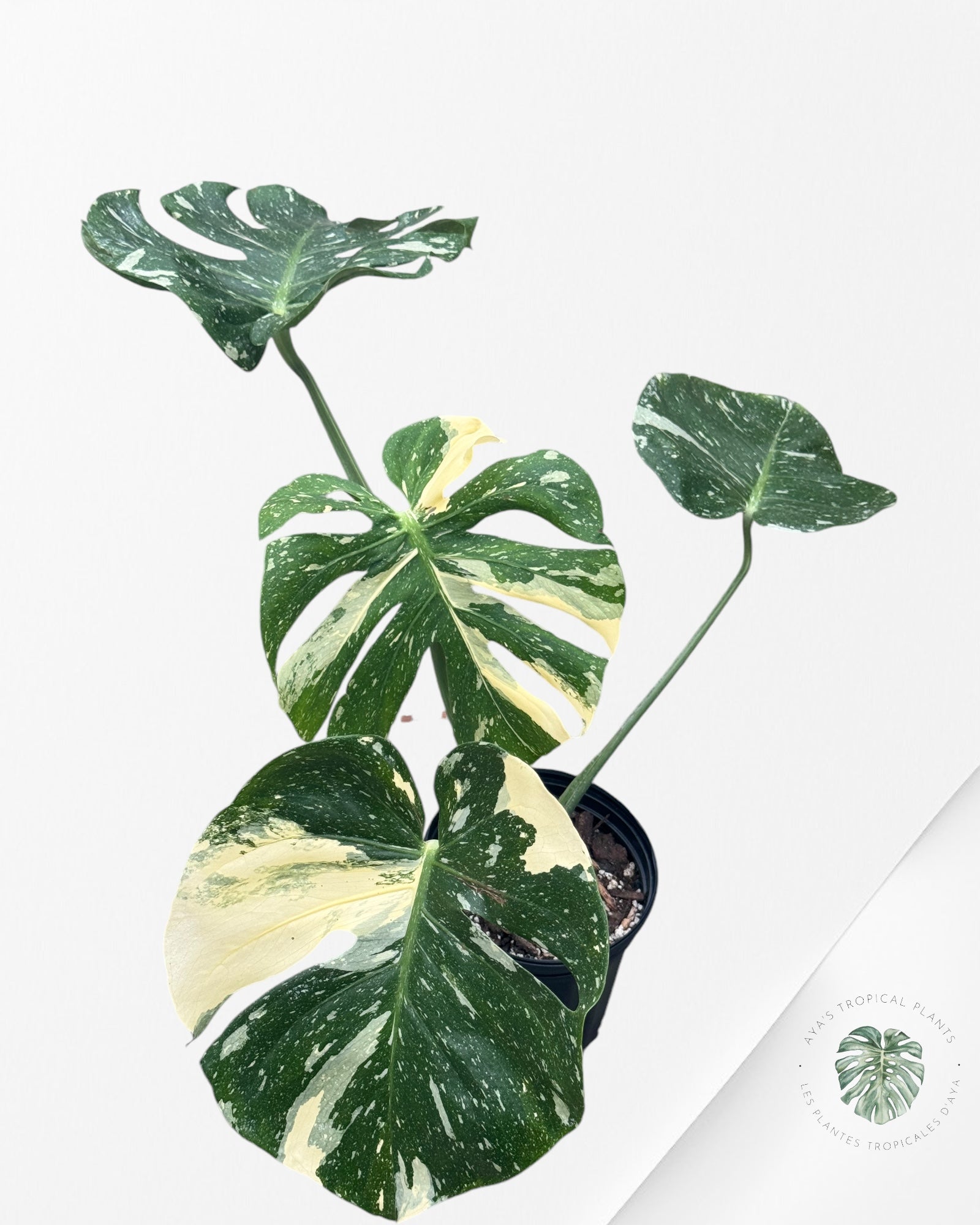 Monstera Thai Constellation-D