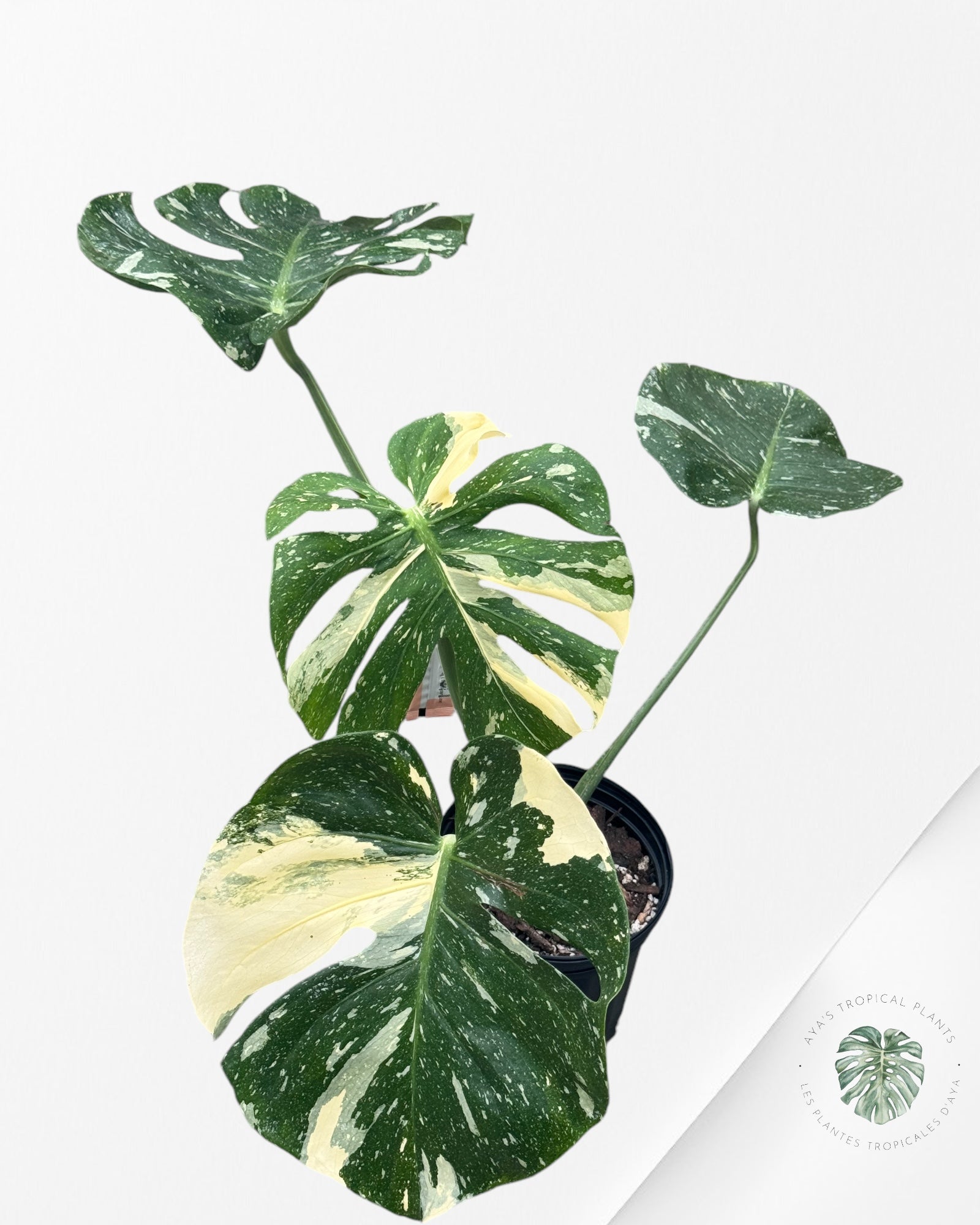 Monstera Thai Constellation-D