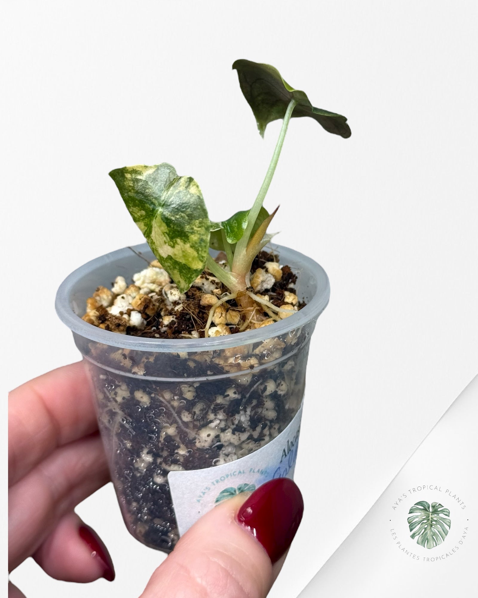 Alocasia Cuprea Golden Latte variegated | Rare TC Plant| Aya's Tropical Plants