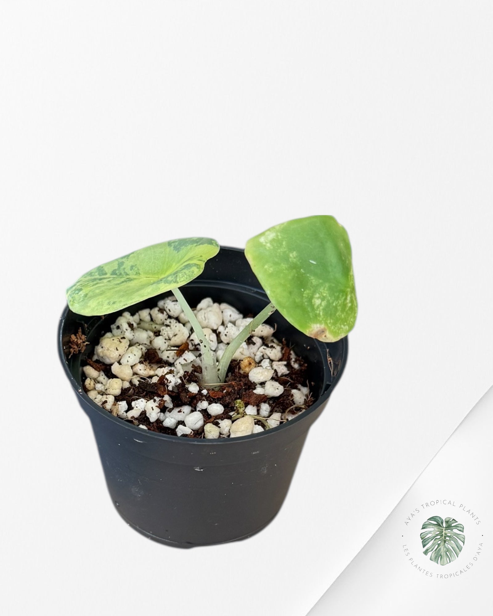 Alocasia Nebula Variegated Aurea ( Grade A) - NEB
