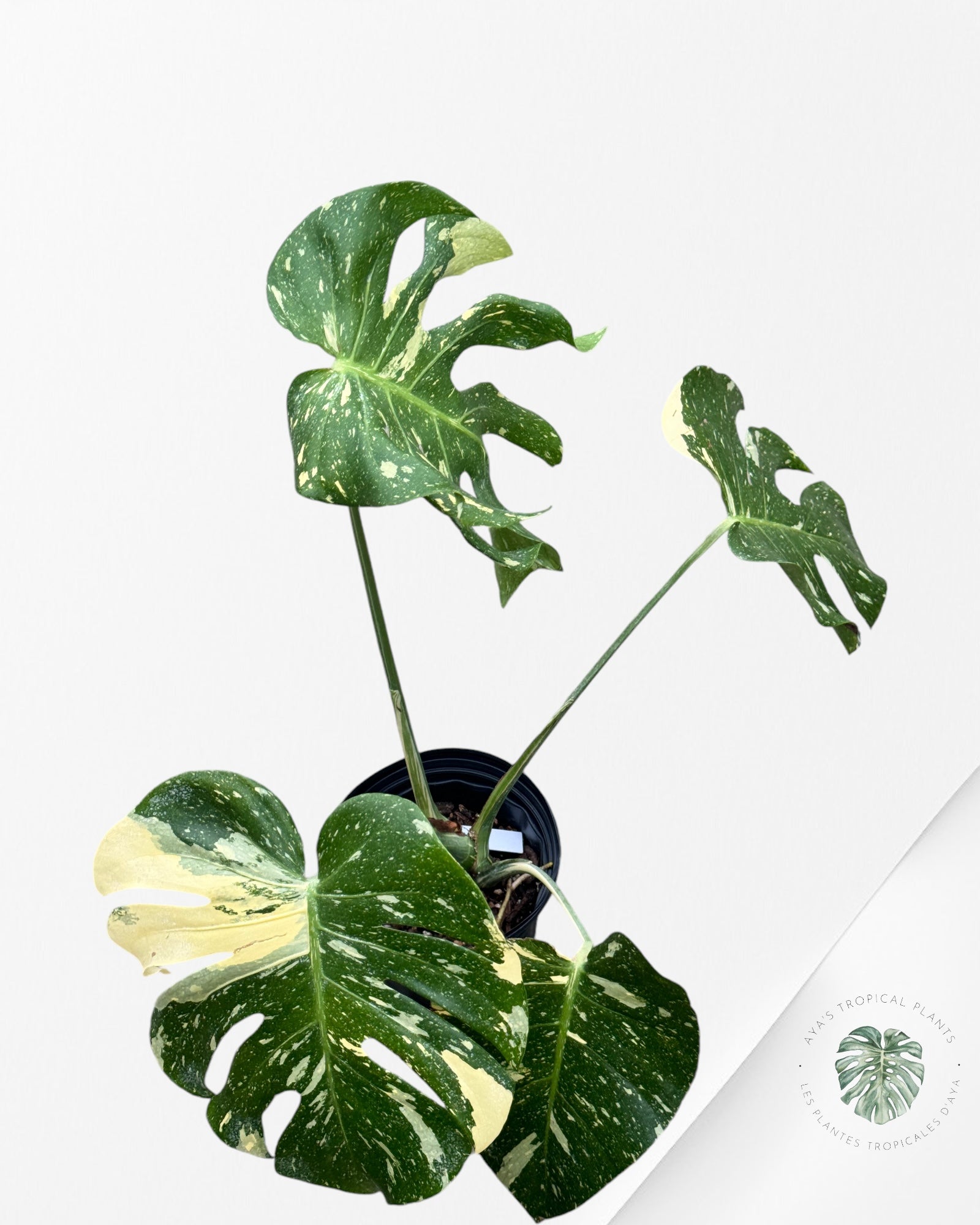 Monstera Thai Constellation-MT15