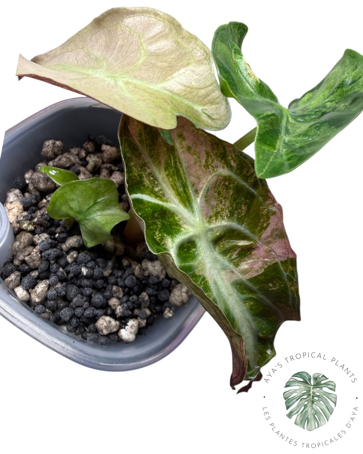 Alocasia Venom Pink Variegated Grade S | Premium Rare