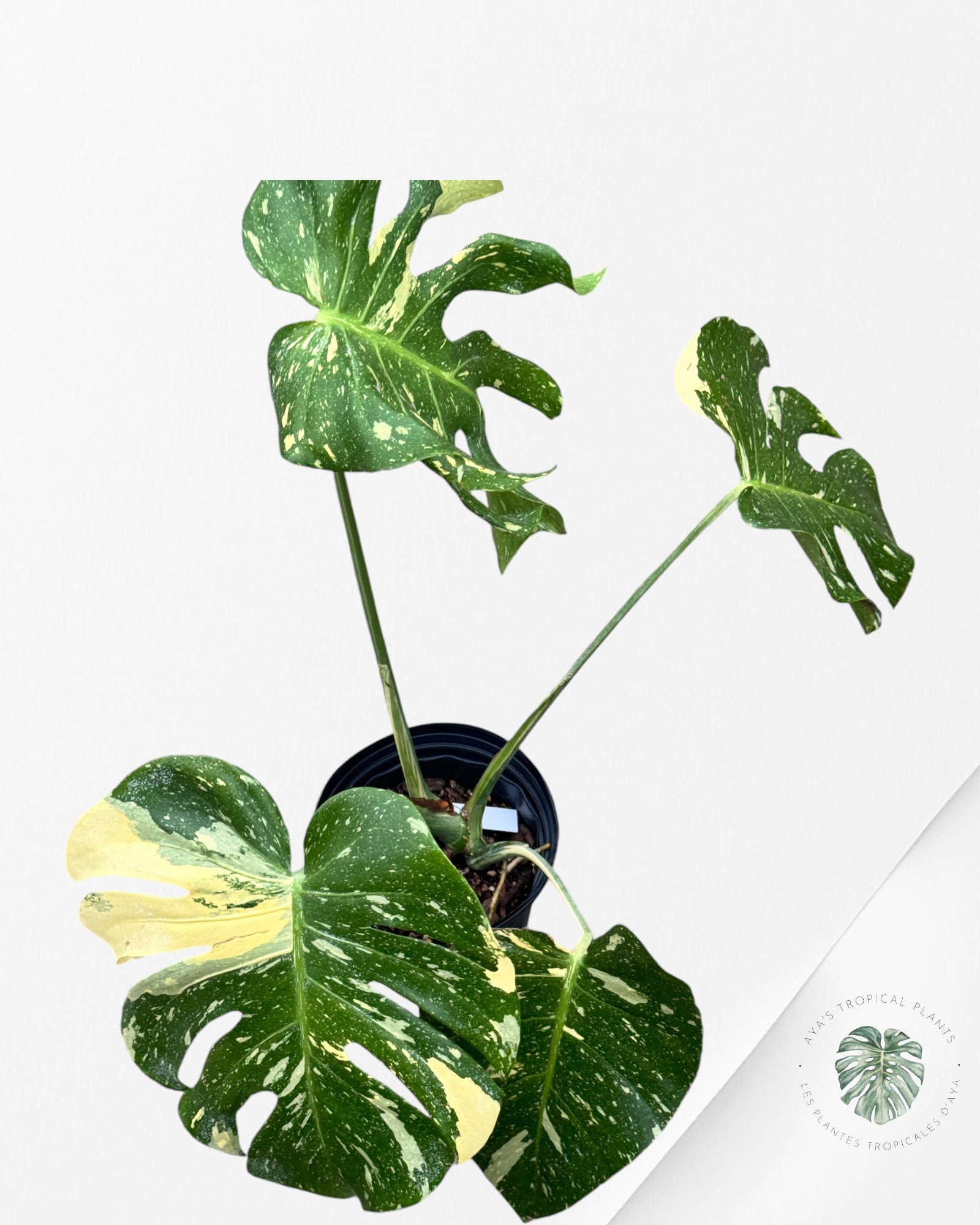 Monstera Thai Constellation-MT15