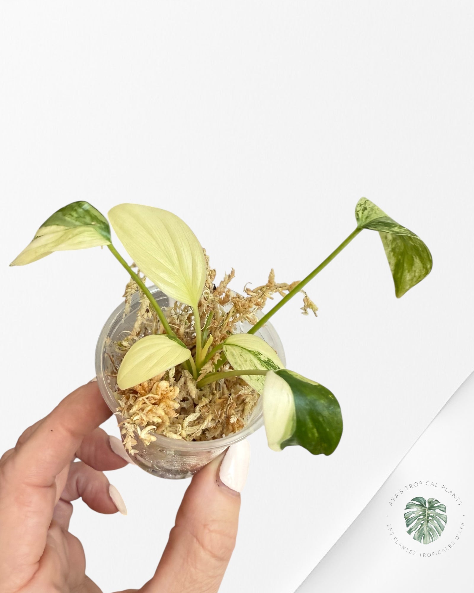 Homalomena rubescens "Albo" variegated  - QC