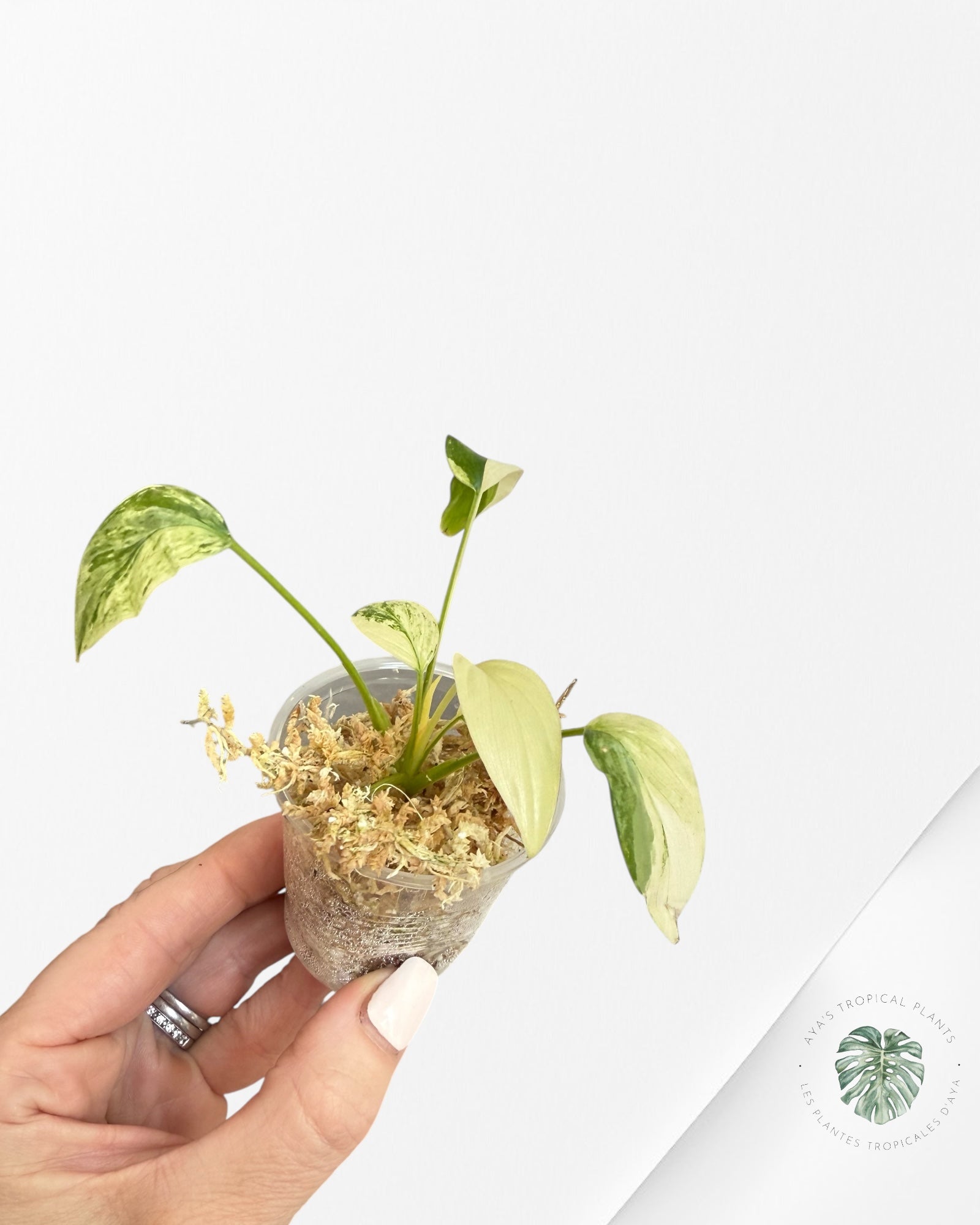 Homalomena rubescens "Albo" variegated  - QC