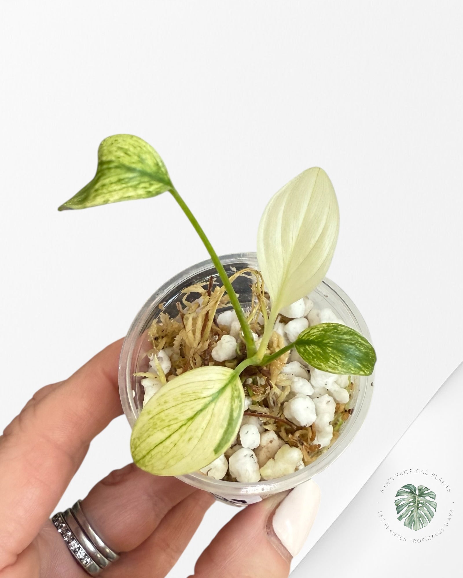 Homalomena rubescens "Albo" variegated  - ON