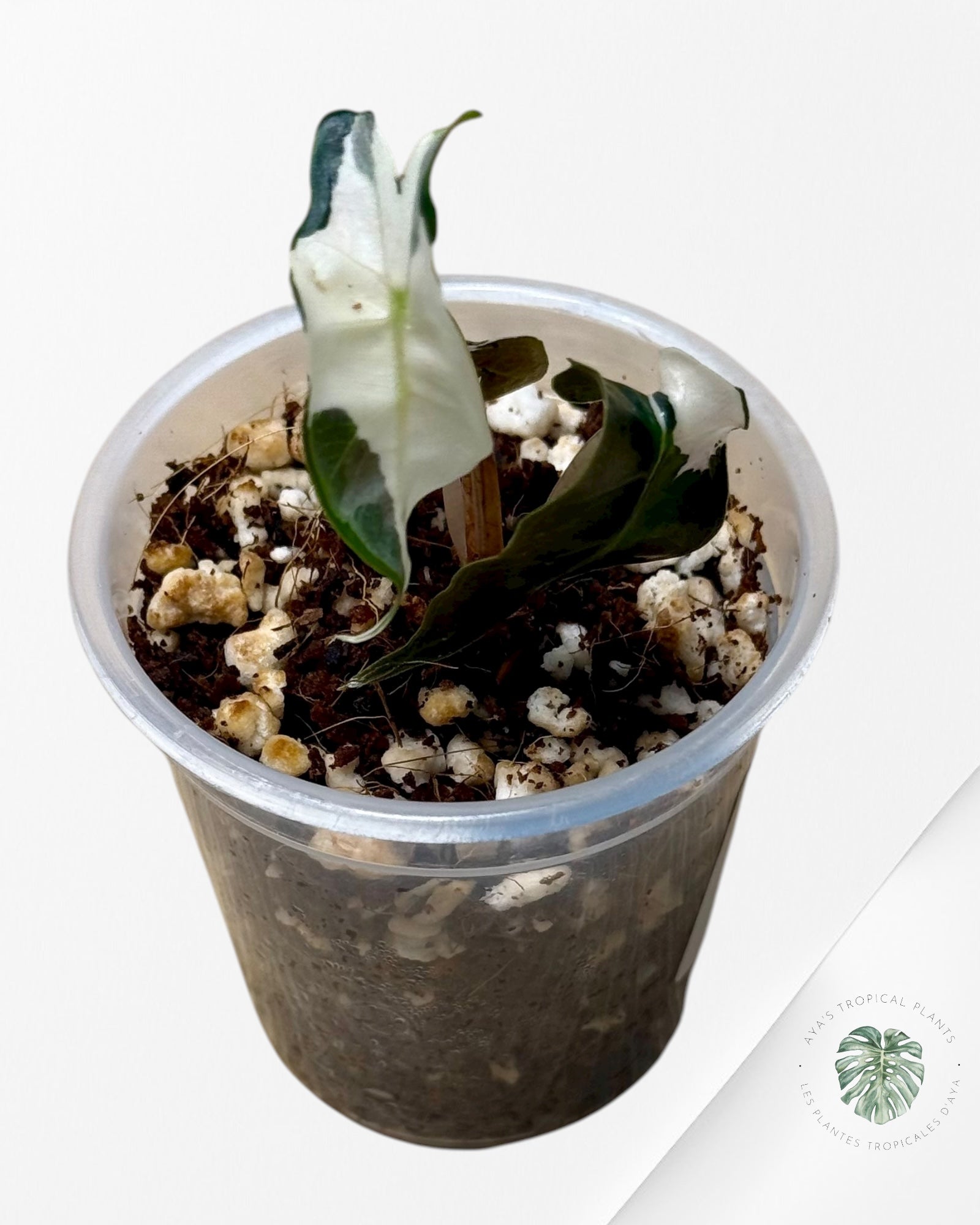 Alocasia Polly Variegated Pink| Rare TC Plant| Aya's Tropical Plants