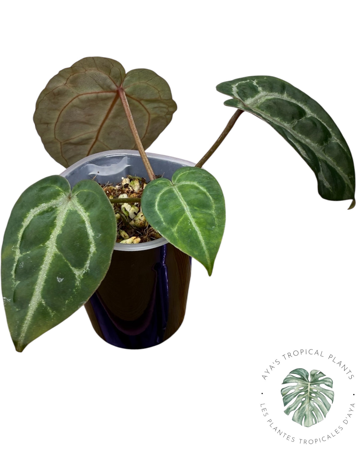 Anthurium Ace of Spades Dark × Silver Blush × Red