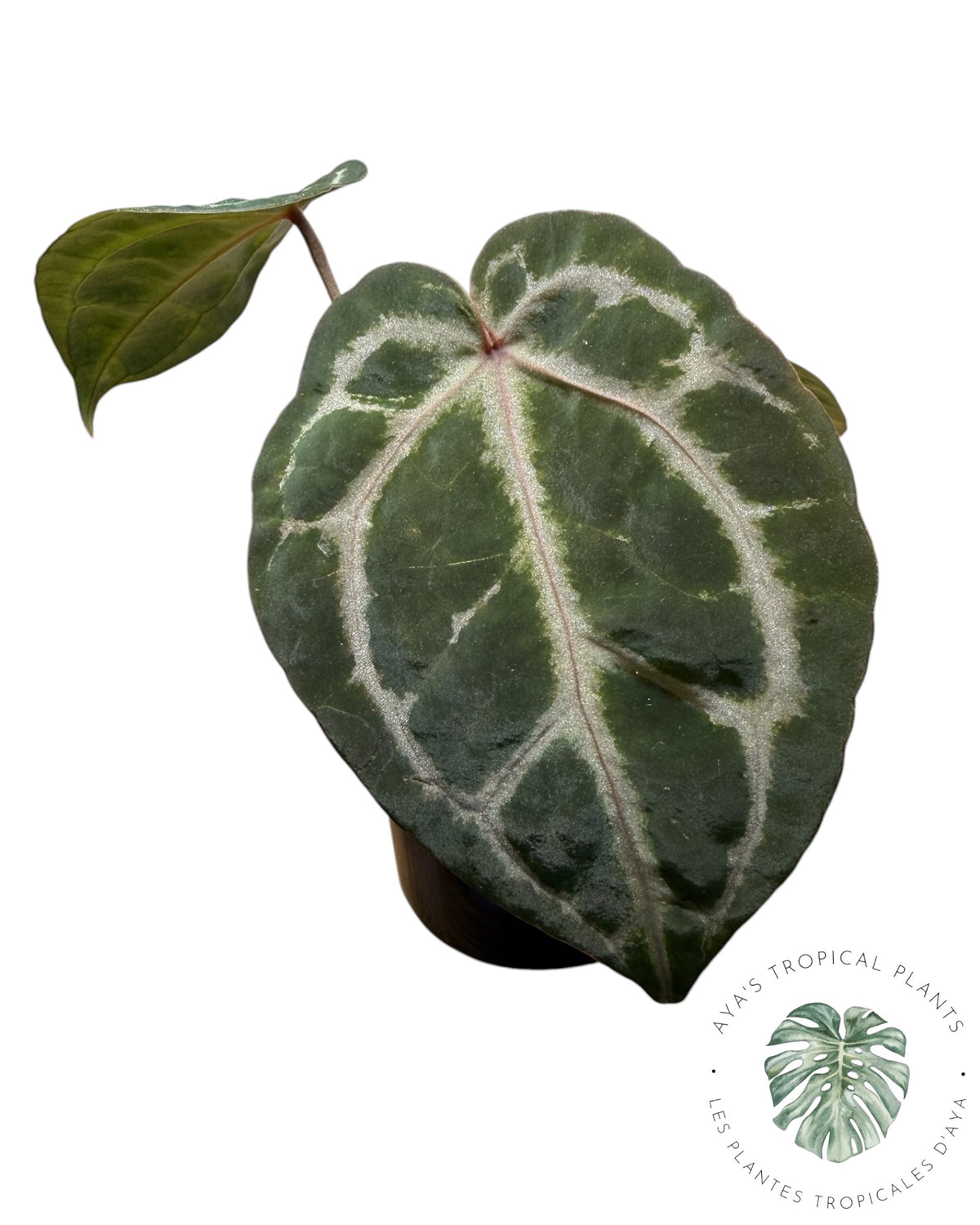 Anthurium Ace of Spades Dark × Silver Blush × Rouge
