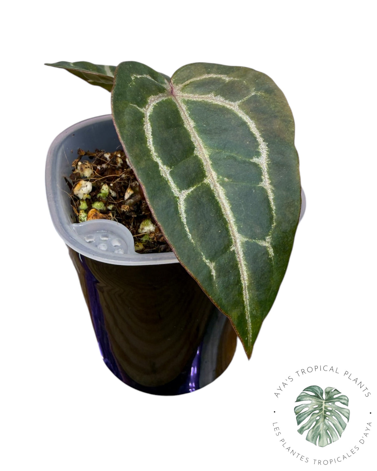 Anthurium Papi × King of Spades