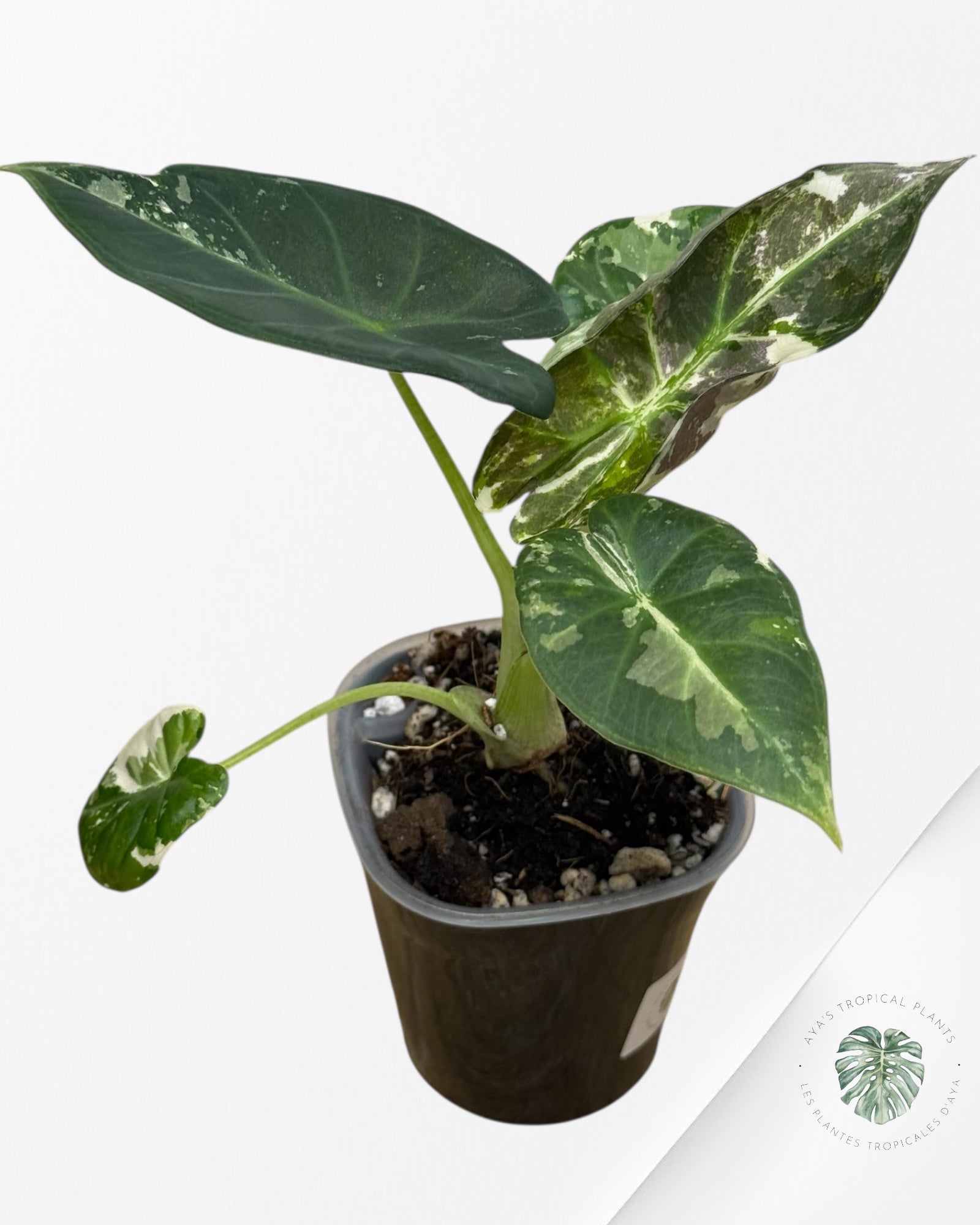 Alocasia Regal Shield Albo