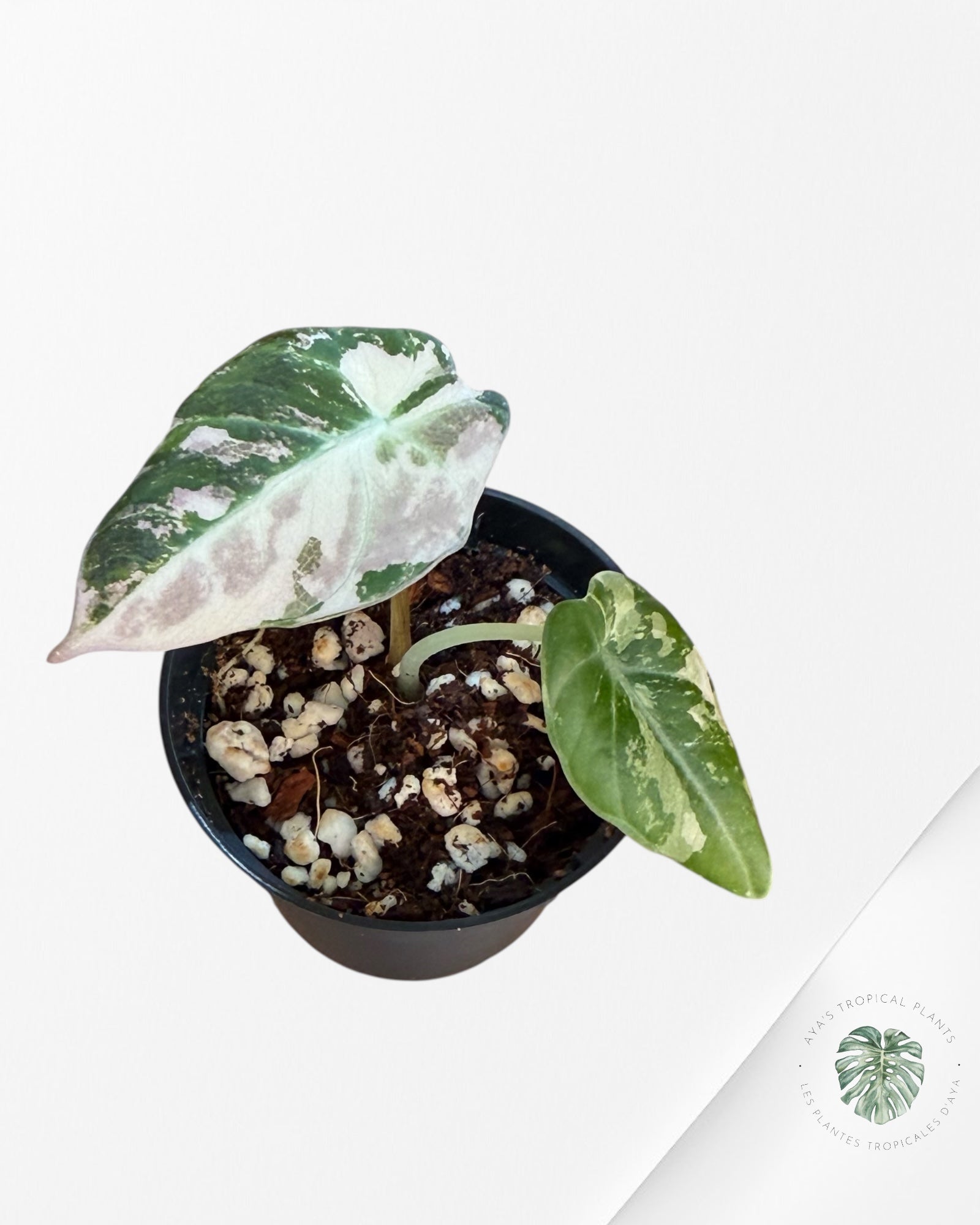 Alocasia Black Velvet Pink Variegated - 5