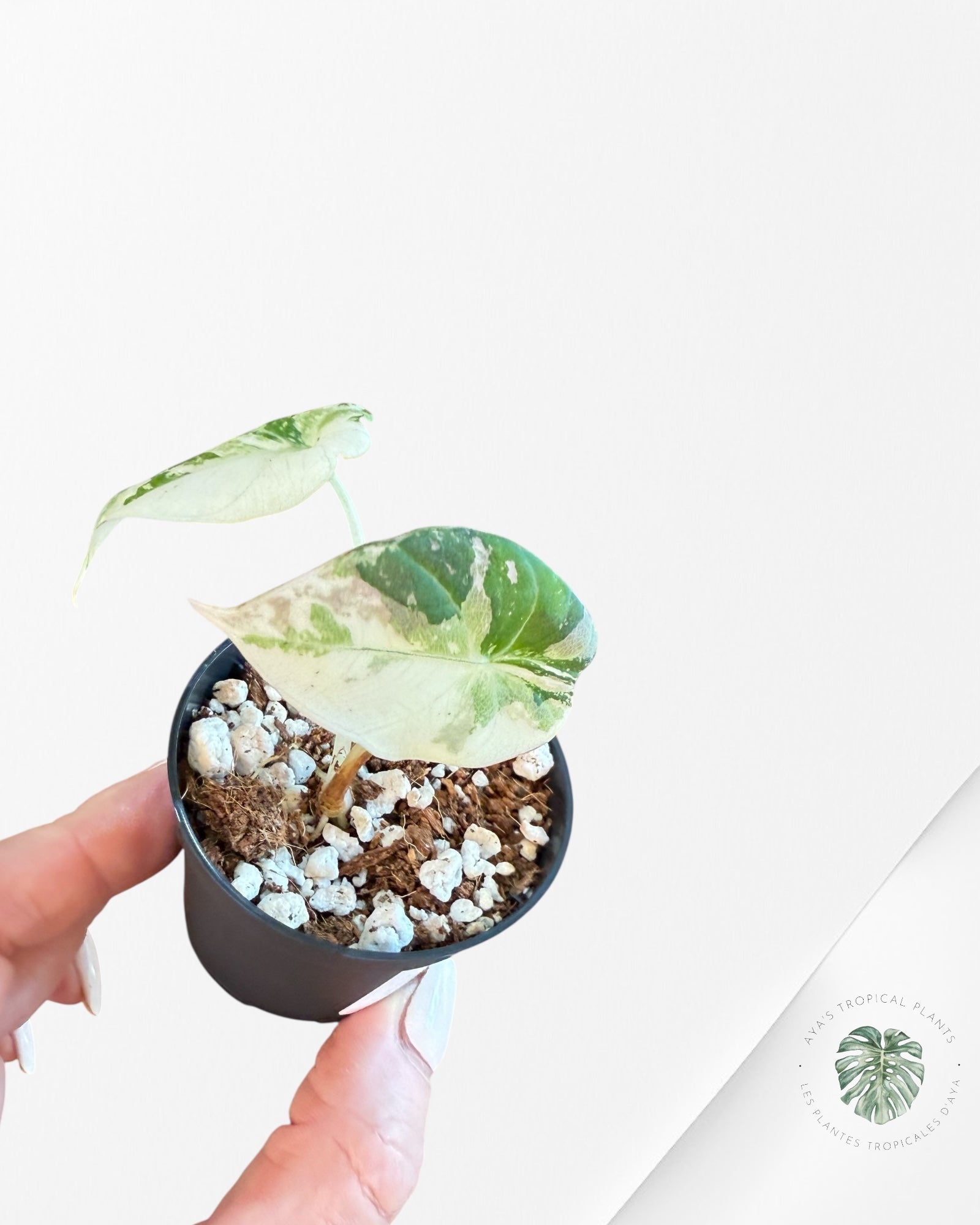 Alocasia Black Velvet Pink Variegated - 21