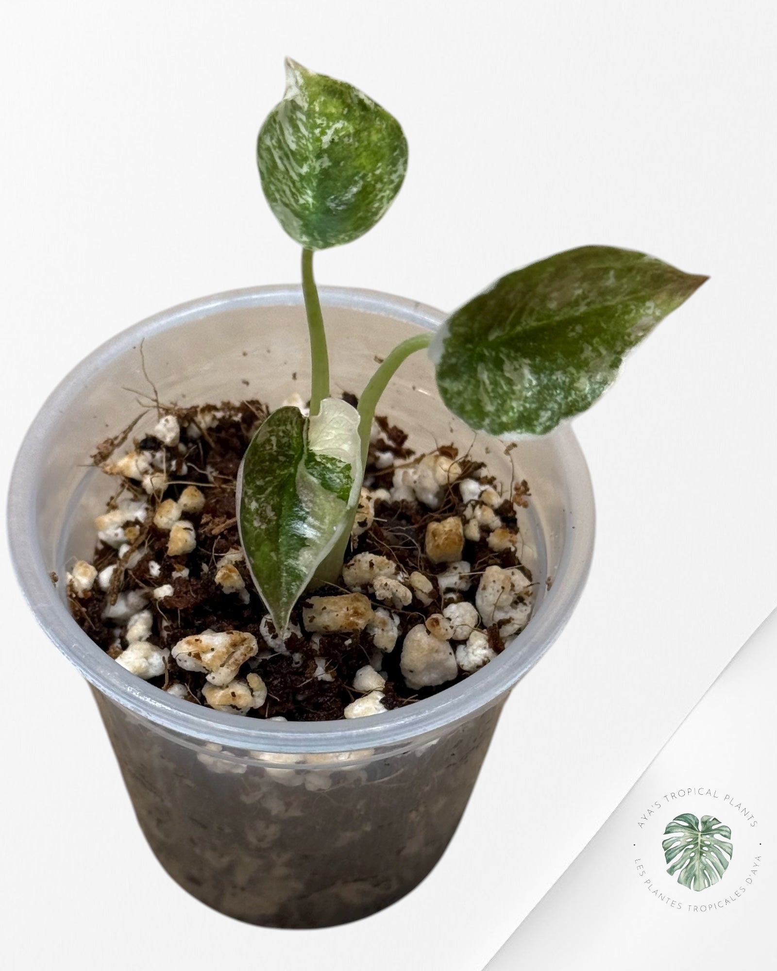 Alocasia Cuprea Pink Variegated | Rare TC Plant| Aya's Tropical Plants