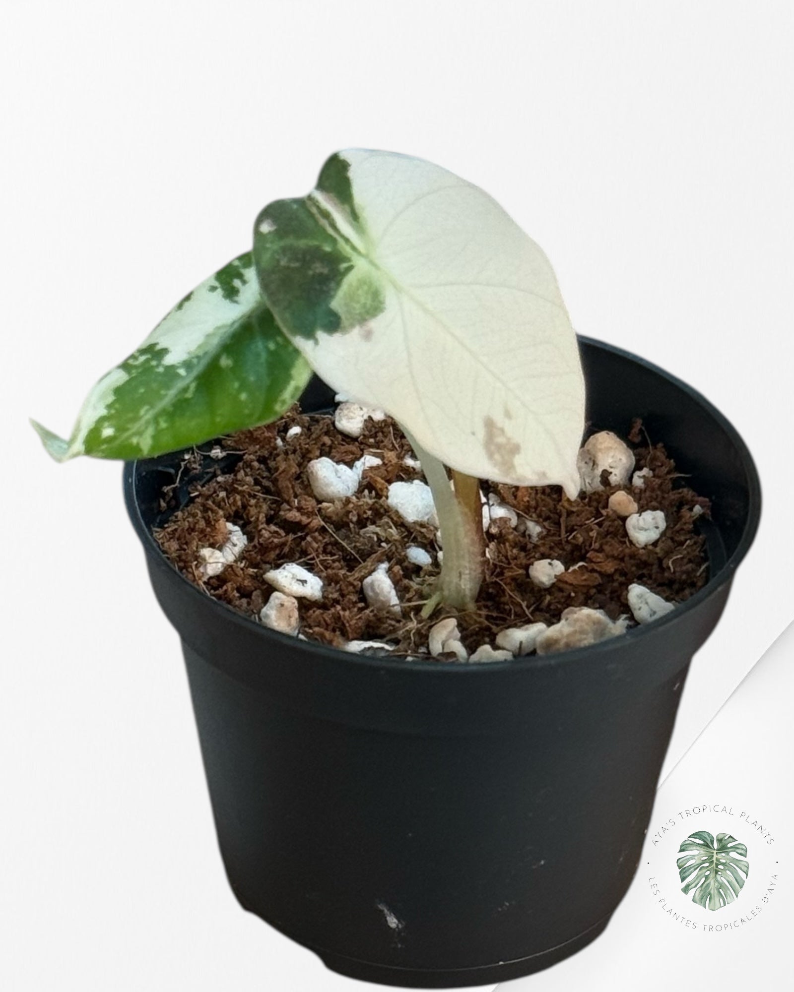 Alocasia Black Velvet Pink Variegated - 3