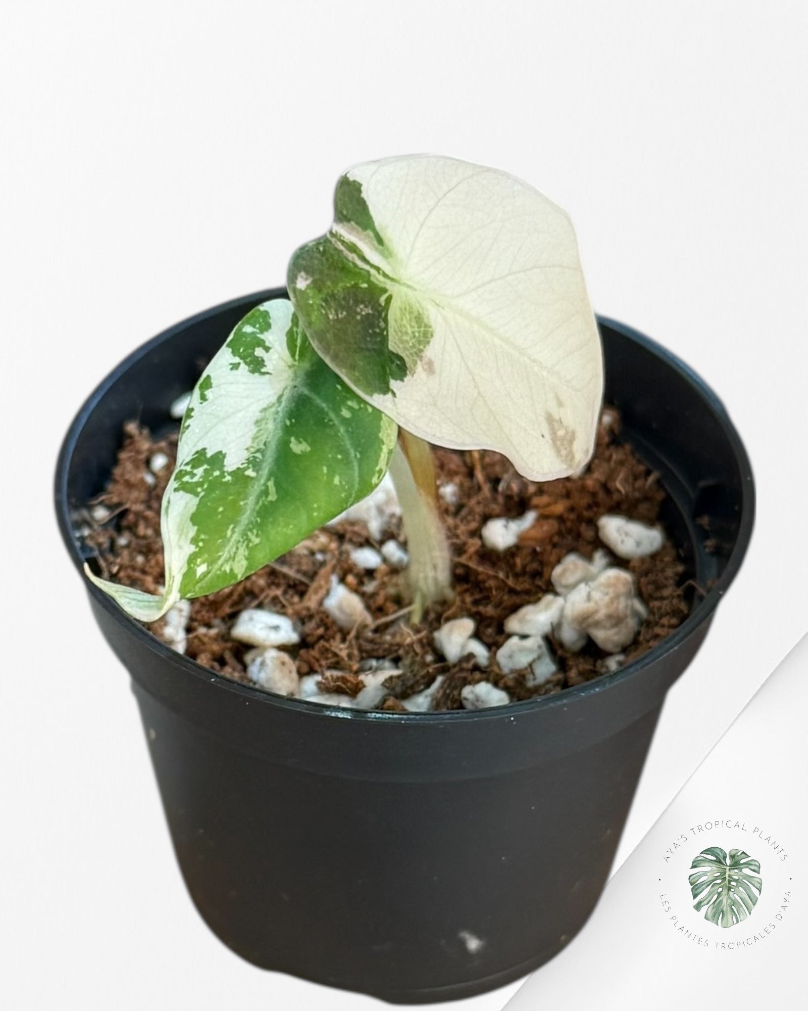 Alocasia Black Velvet Pink Variegated - 3