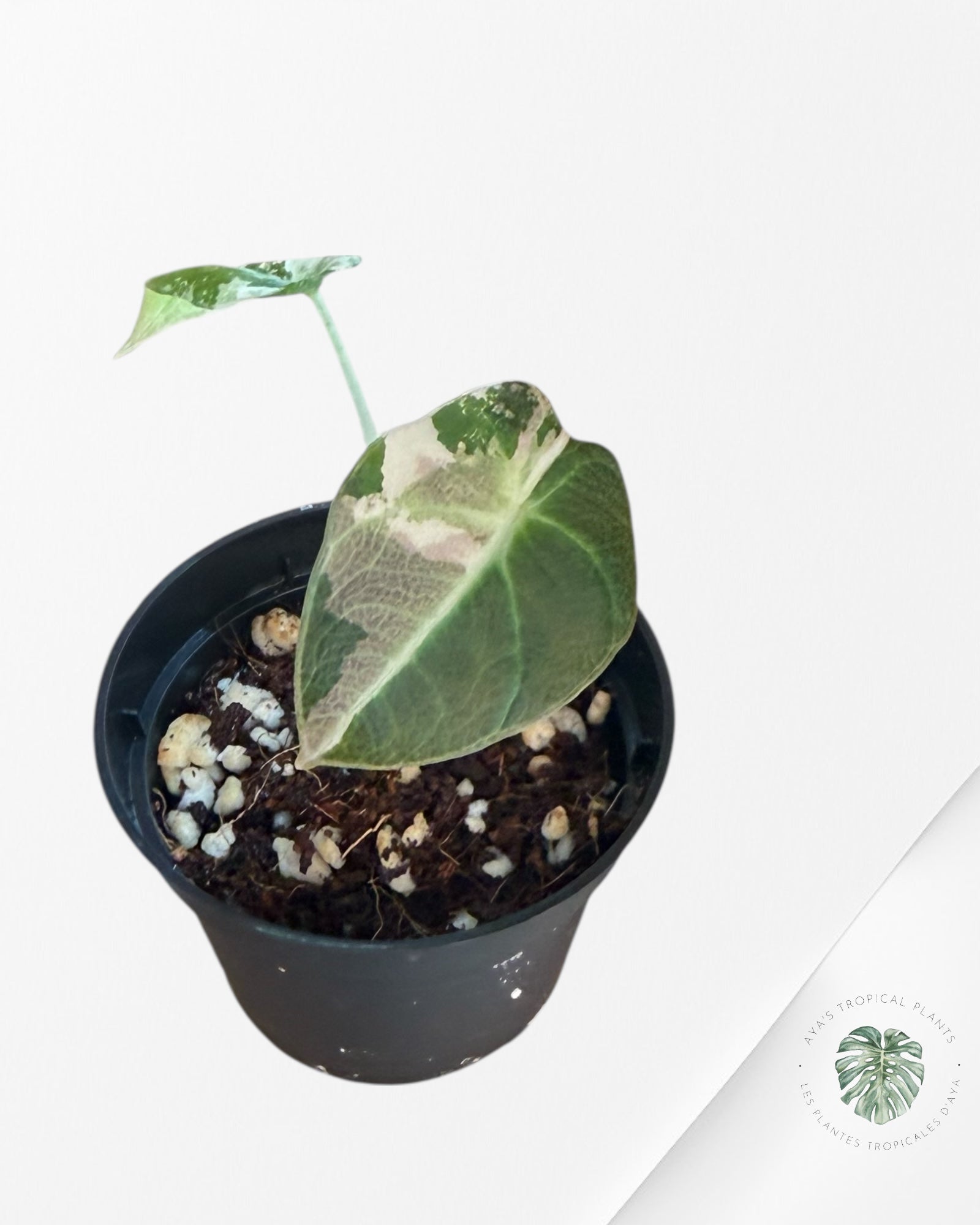 Alocasia Black Velvet Pink Variegated - 500