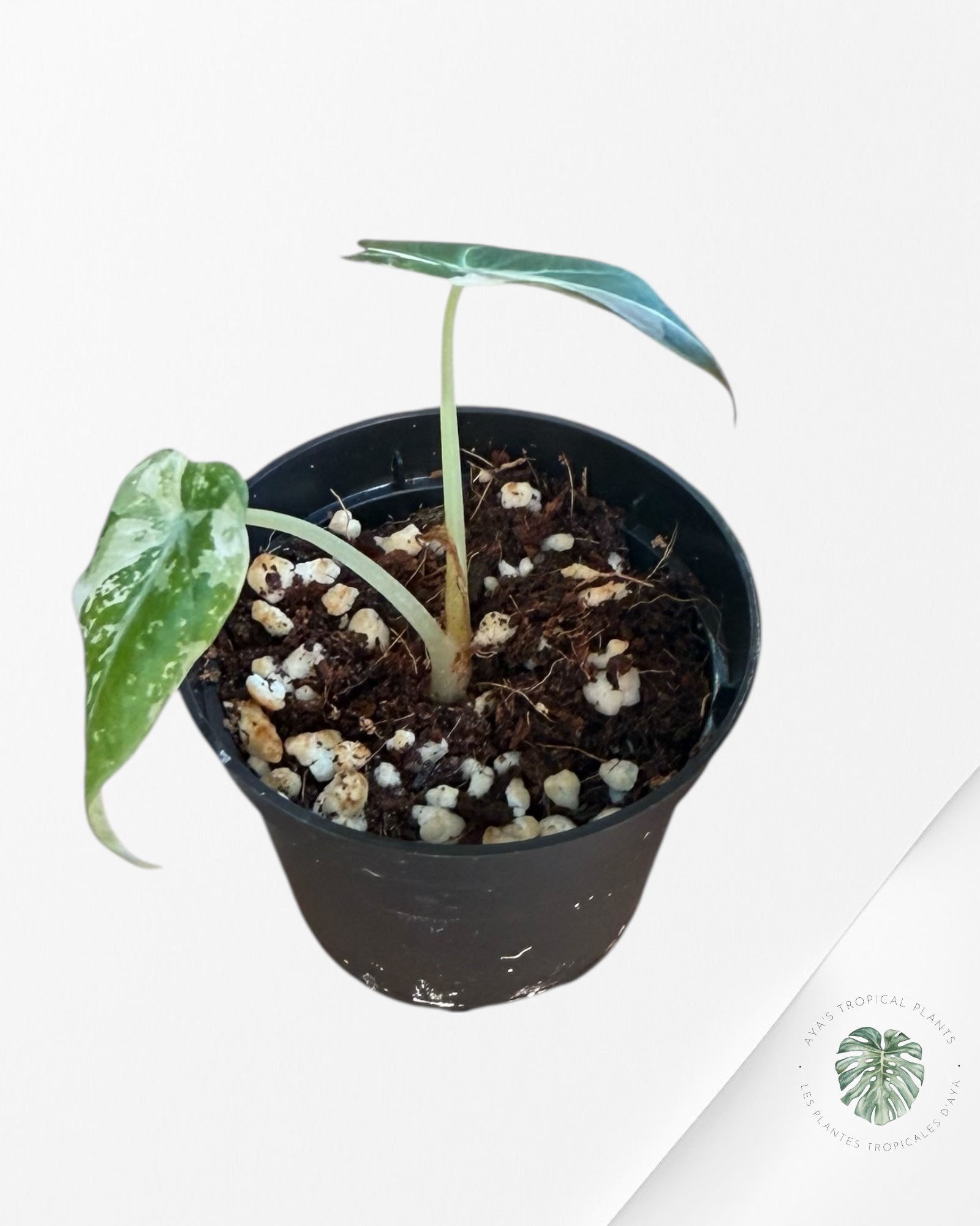 Alocasia Black Velvet Pink Variegated - 500