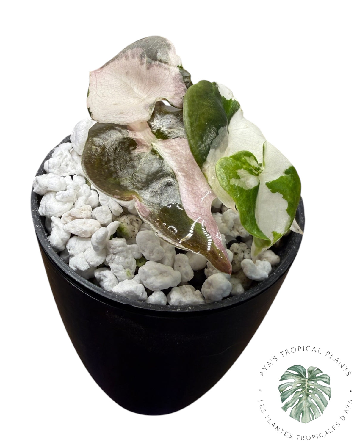 Alocasia Cuprea Pink Albo Panaché